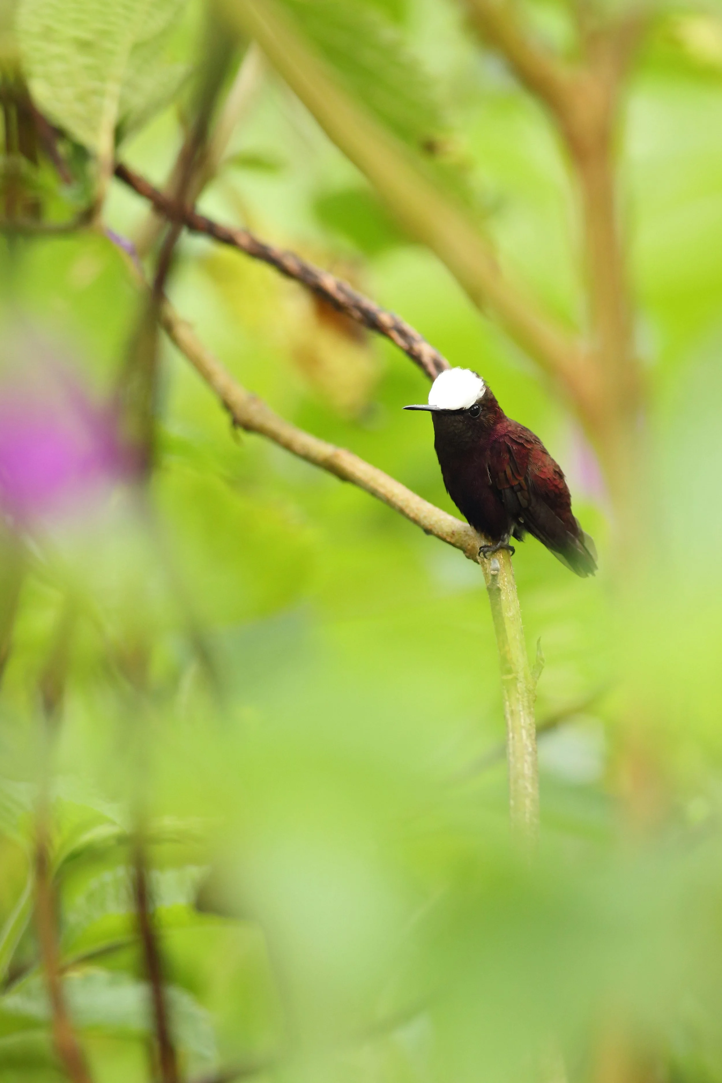   Snowcap   Order: Apodiformes  Family: Trochilidae  Genus:  Microchera   Species:  albocoronata  