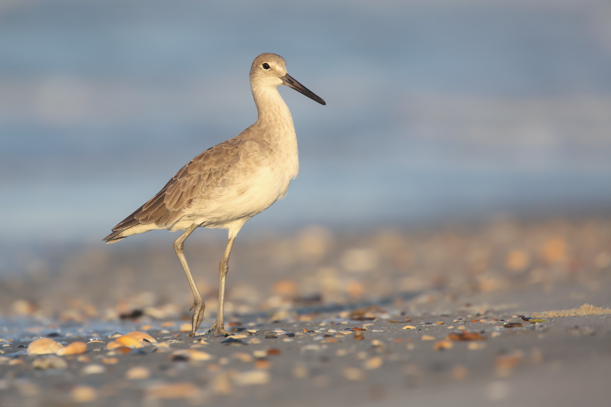   Willet   Order: Charadriiformes  Family: Scolopacidae  Genus:  Tringa   Species:  semipalmata  