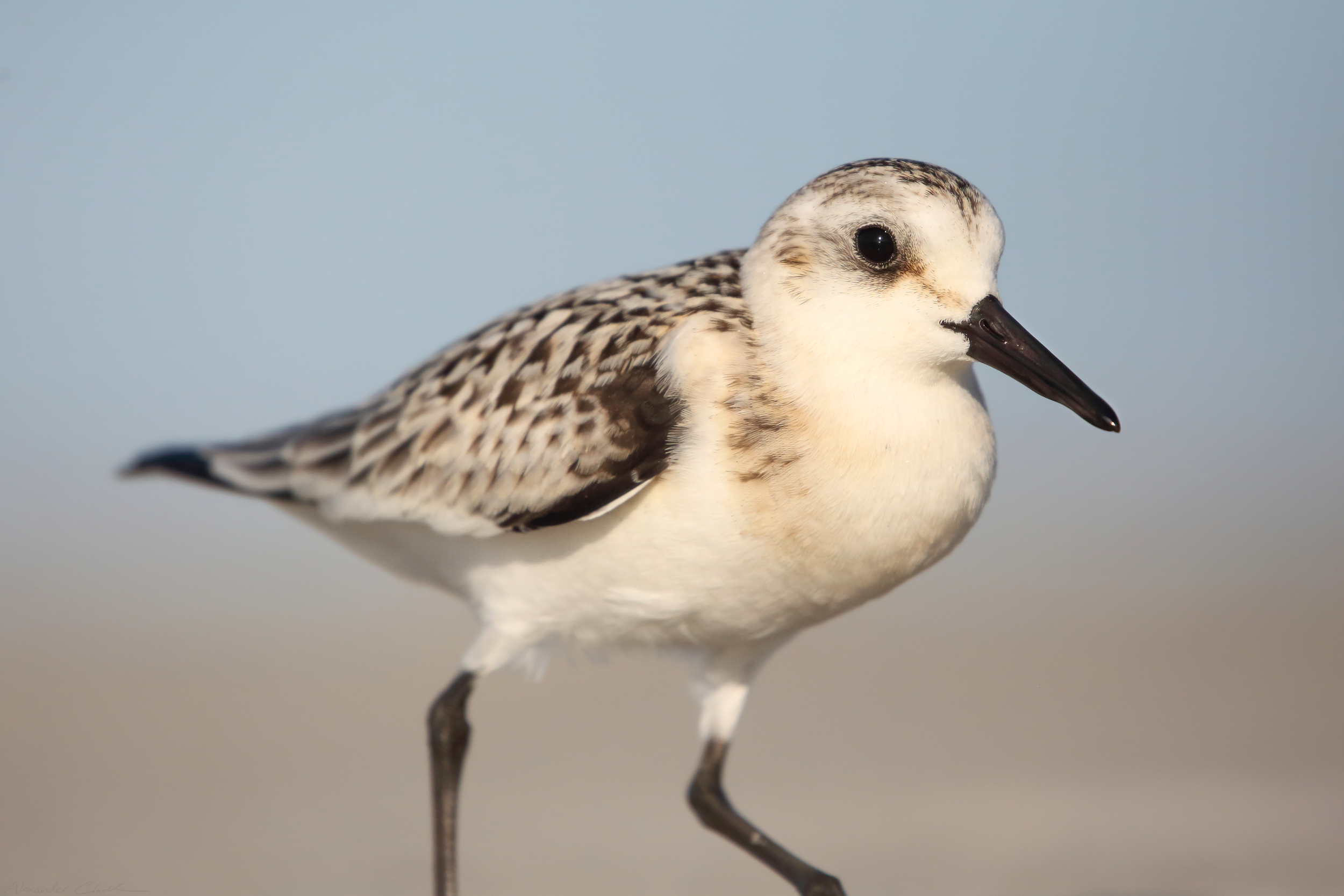 Sanderling(1).png