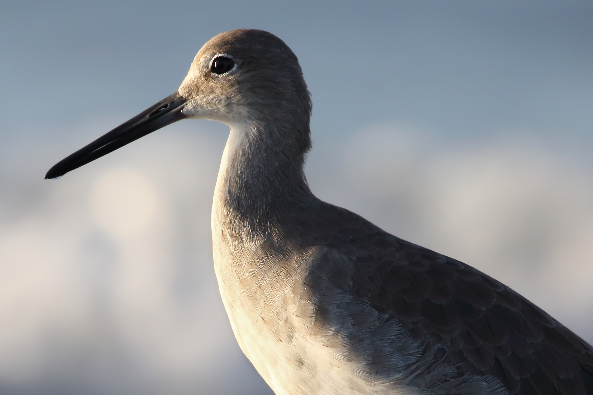 Willet(1).png