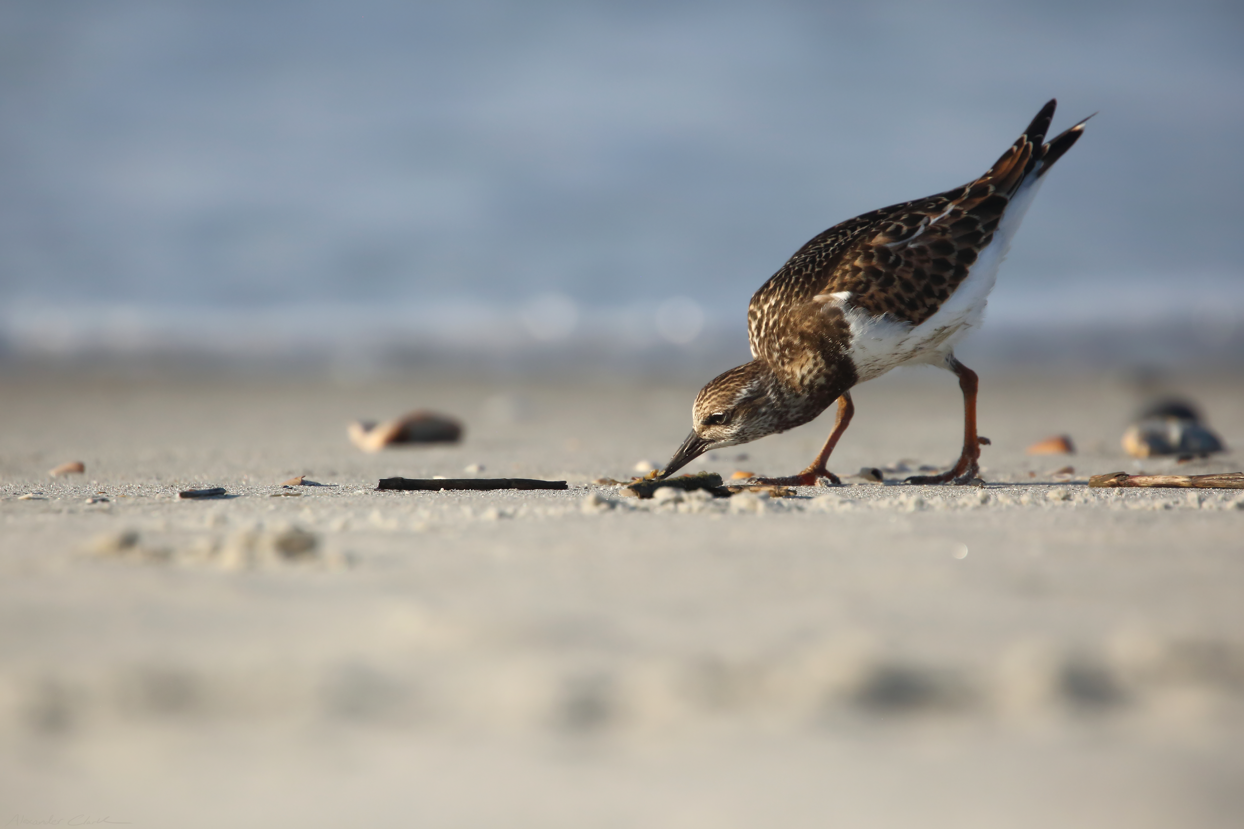   Ruddy Turnstone   Order: Charadriiformes  Family: Scolopacidae  Genus:  Arenaria   Species:  interpres  