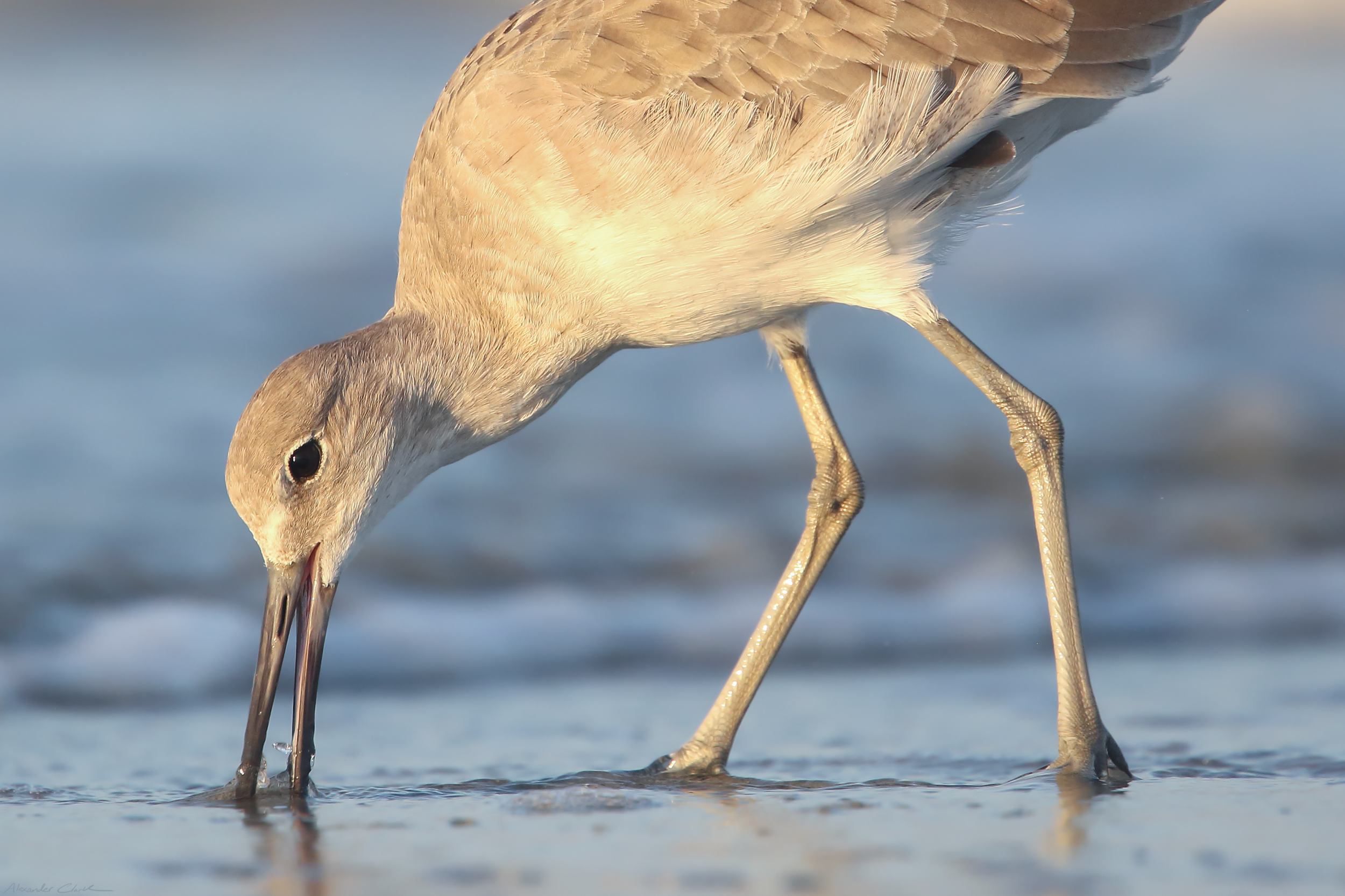   Willet   Order: Charadriiformes  Family: Scolopacidae  Genus:  Tringa   Species:  semipalmata  