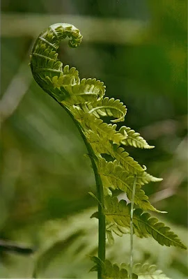 Fern from Molly.jpg