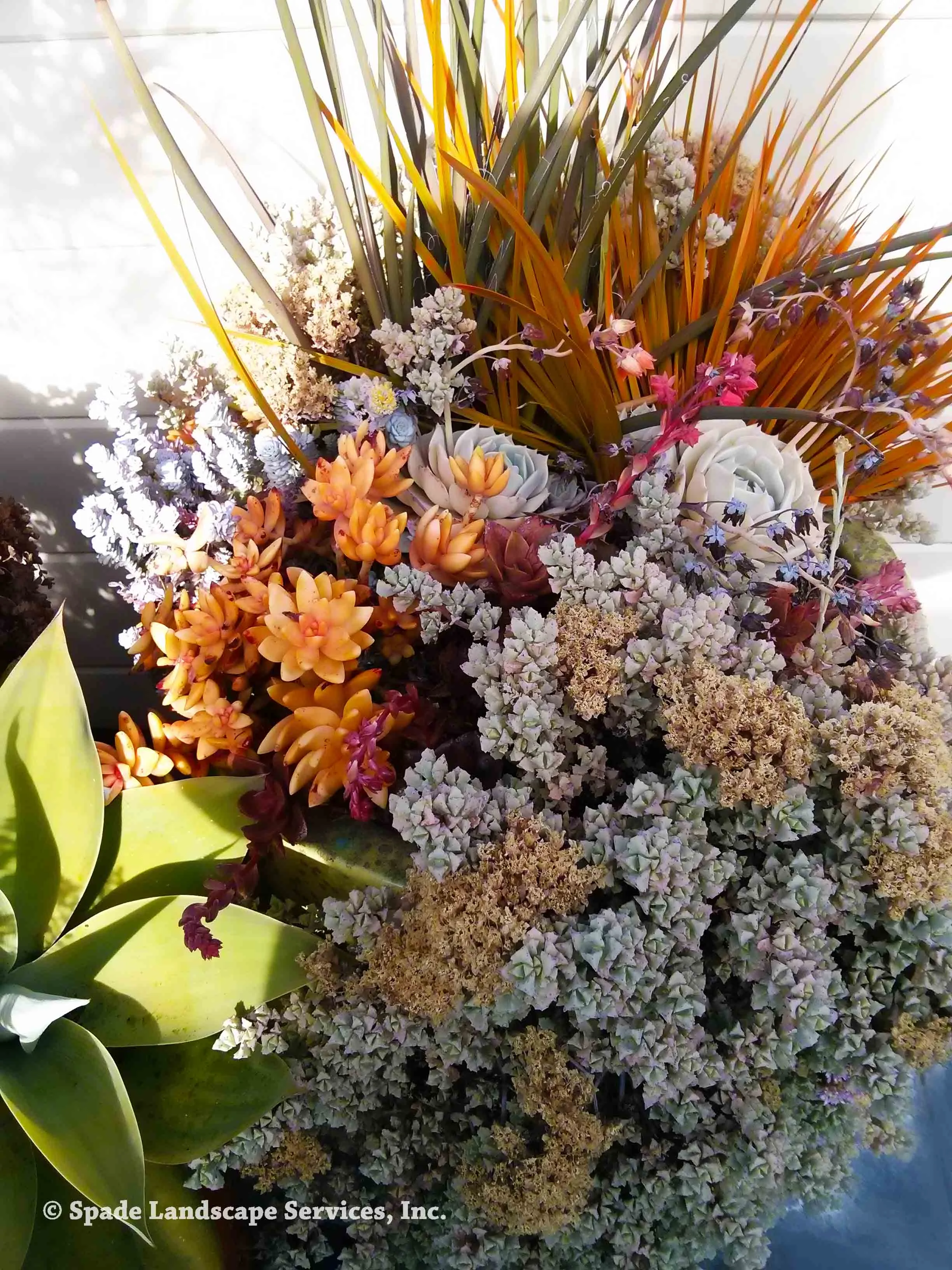 Succulent Arrangement