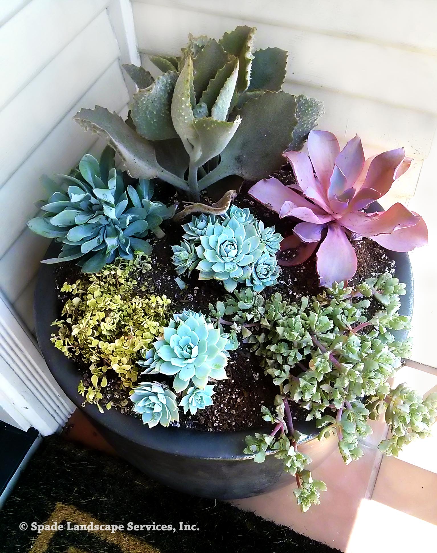 Succulent Container Garden