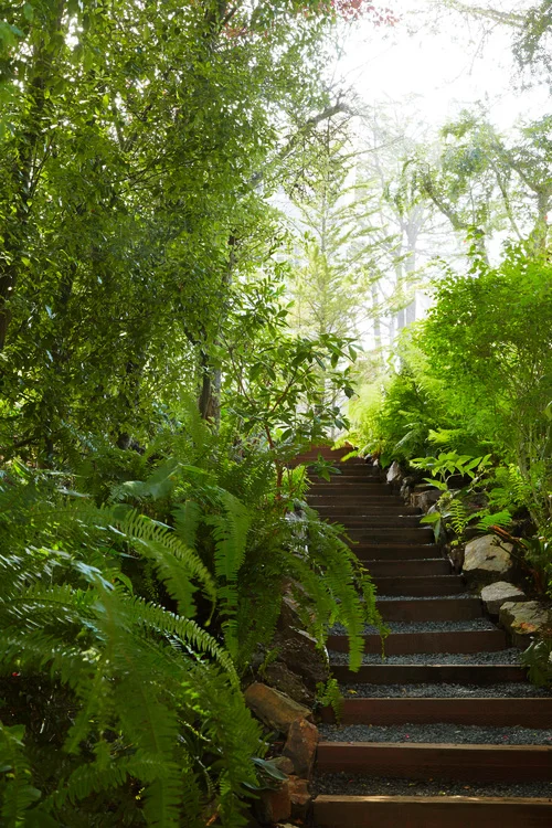Ferns-in-the-Clouds.jpg