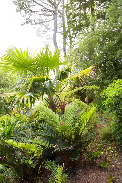 mediterranean-Fan-Palms.jpg