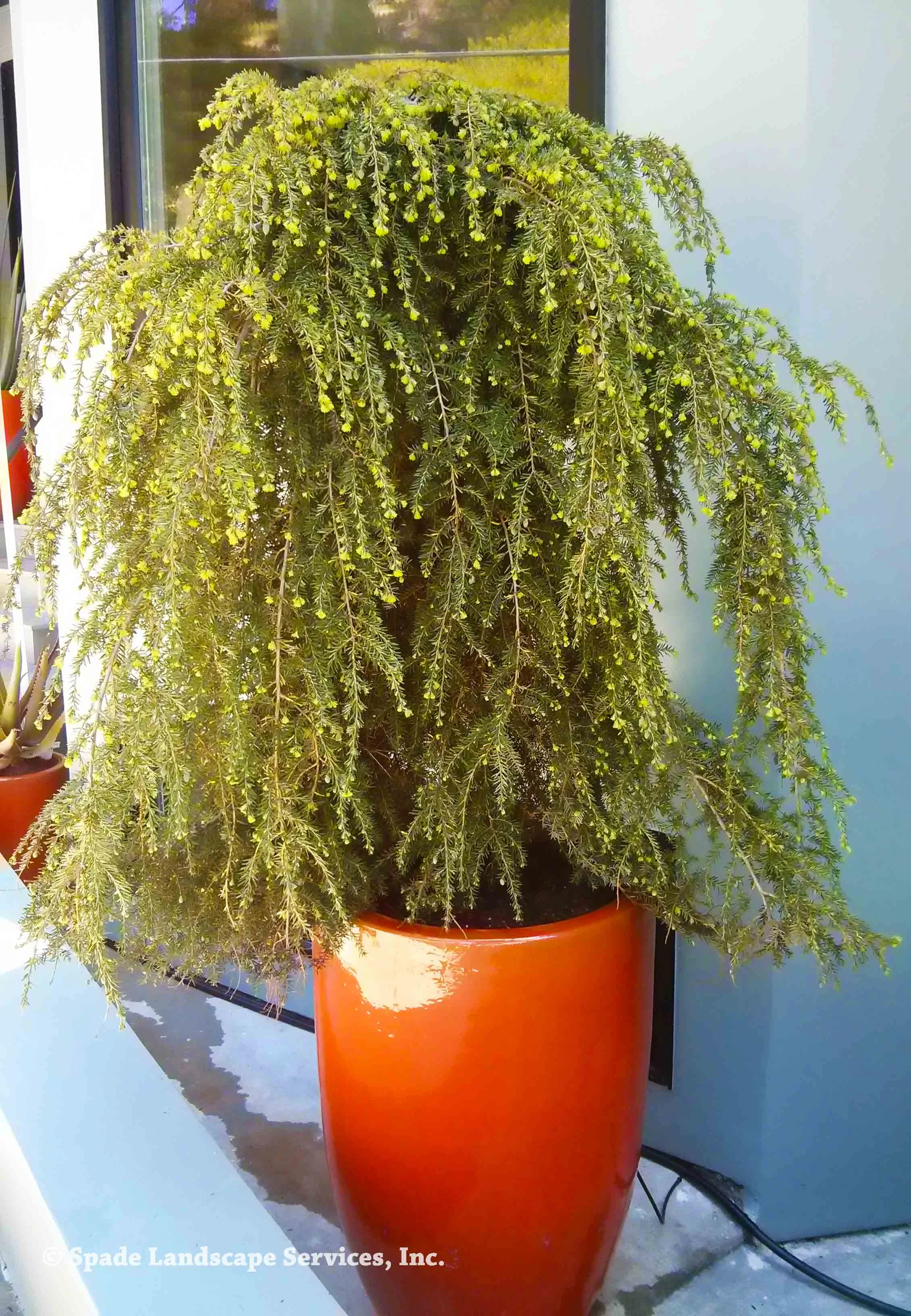 Weeping Hemlock
