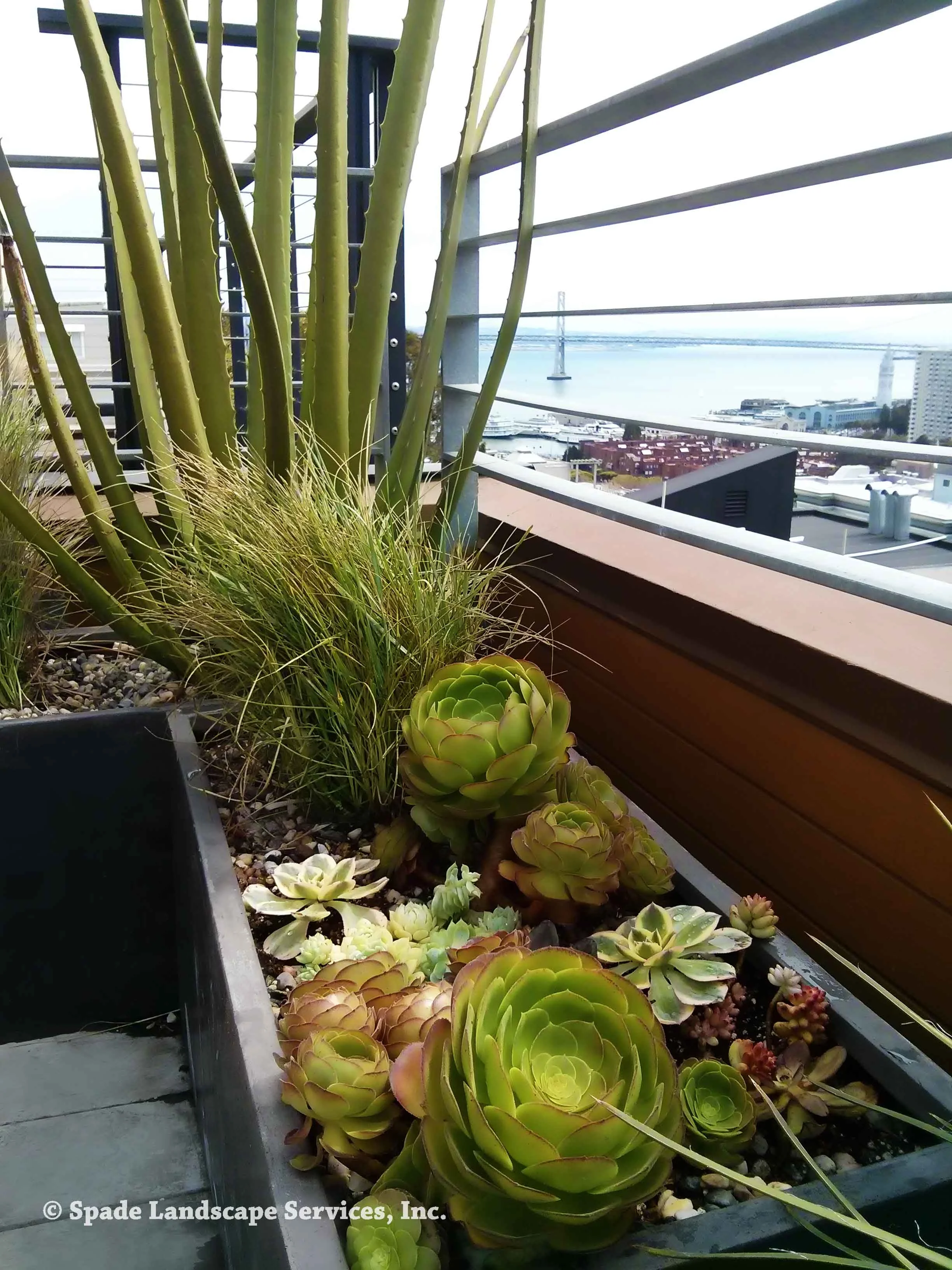 Furcraea Macdougalii