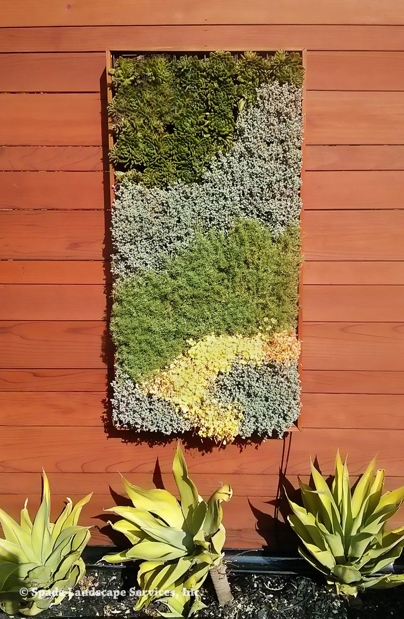 Multi Succulent Living Wall