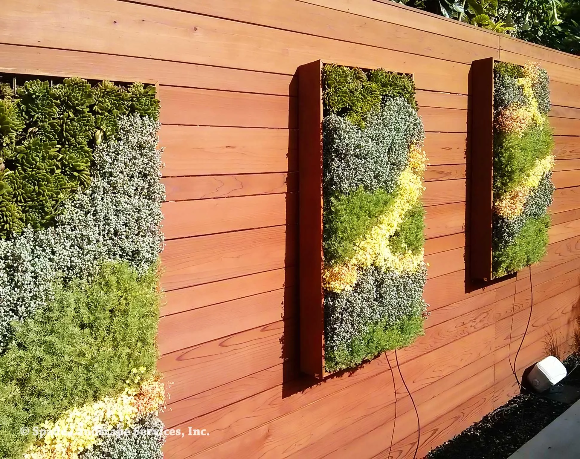 Succulent Living Wall Panels