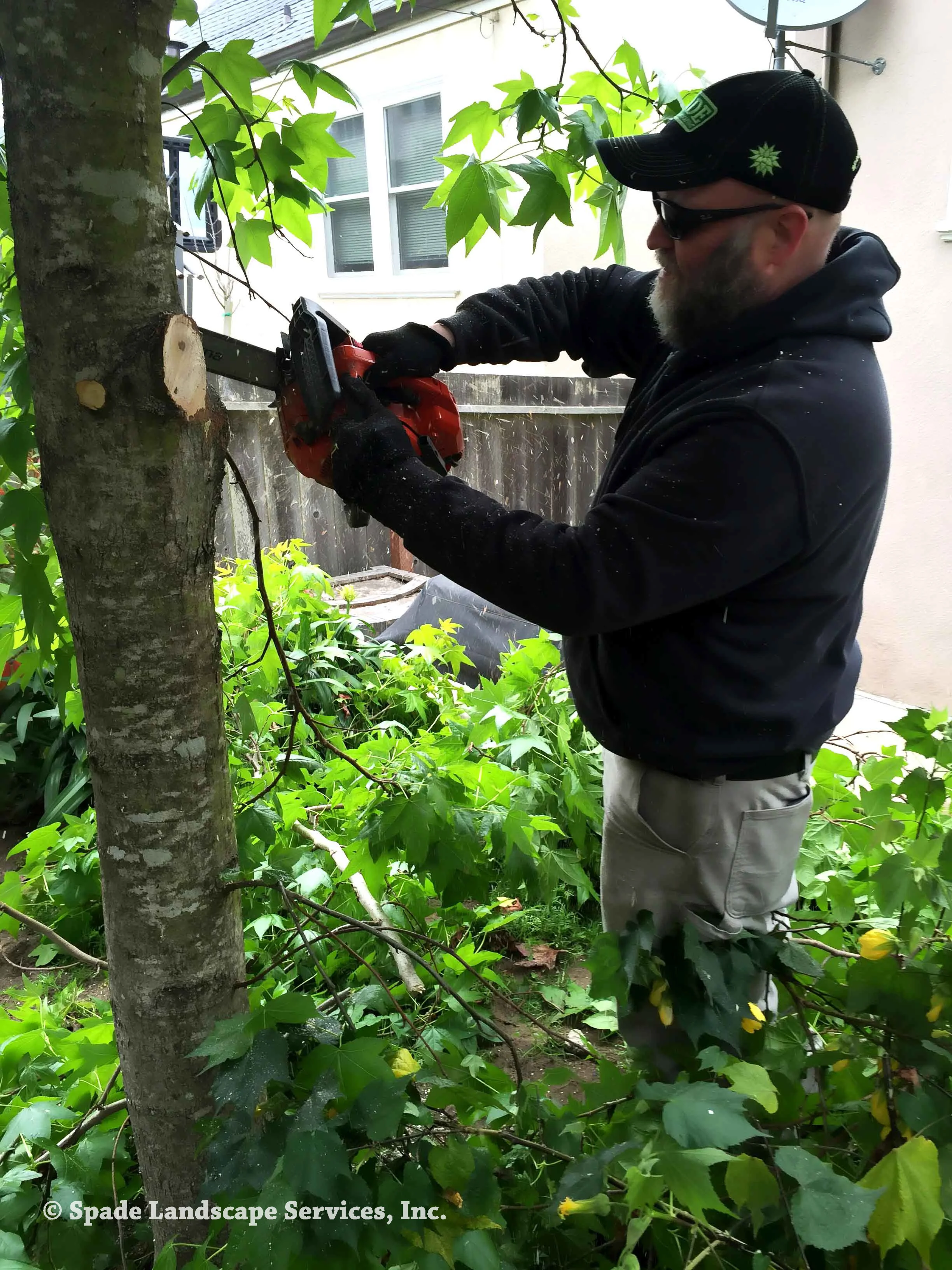 Tree Maintenance