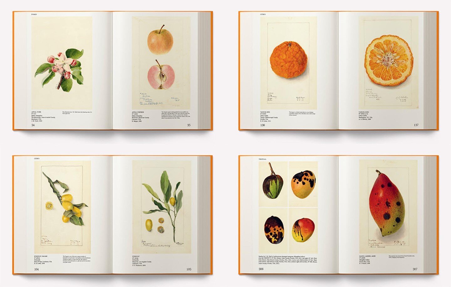 &quot;An Illustrated Catalog of American Fruits &amp; Nuts&quot; from @artbook is a kaleidoscopic celebration of the USDA&rsquo;s pomological collection, offering an engaging, biophilic meditation upon the sweetest of the earth&rsquo;s produce. ⁠
⁠
I