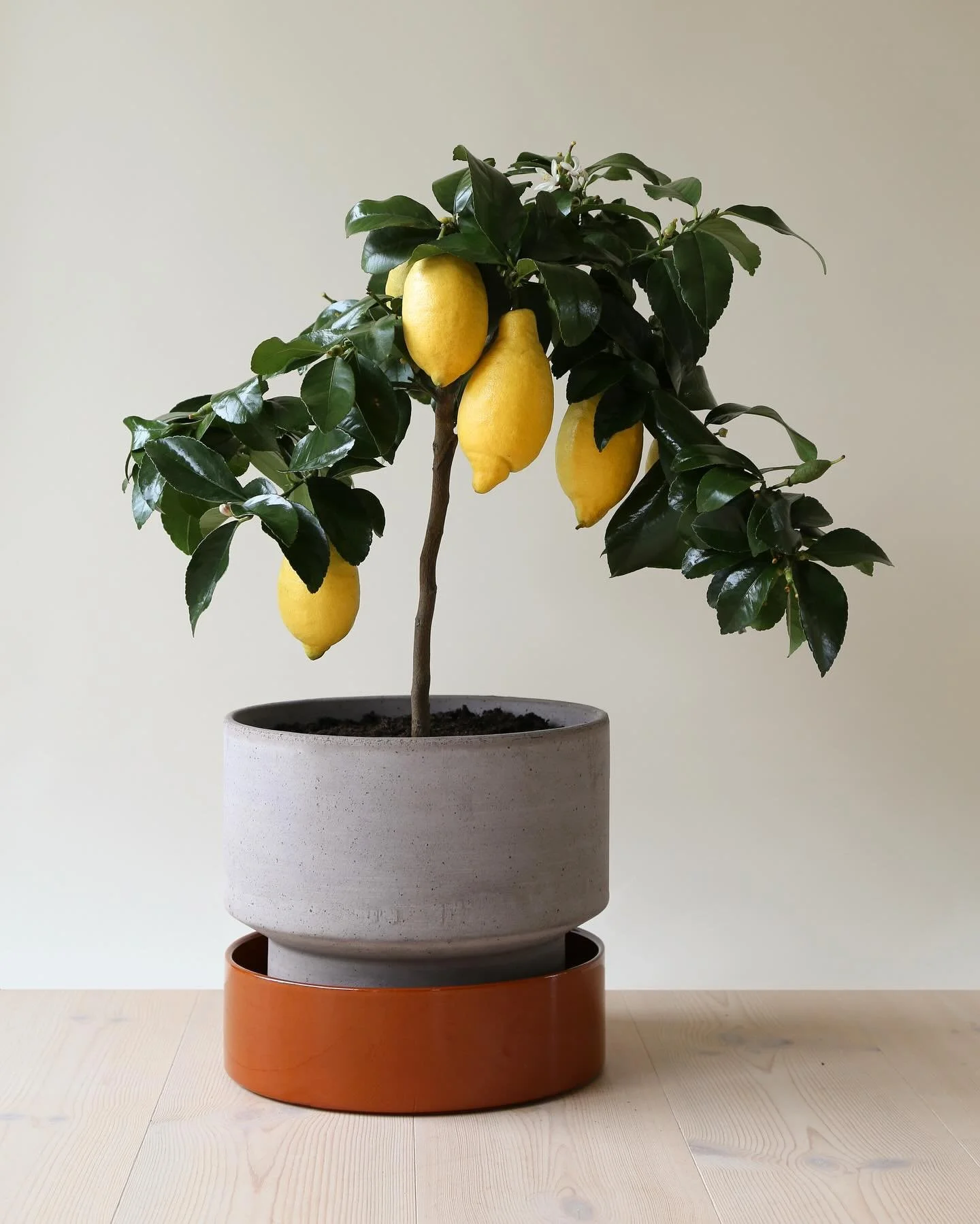 BERGS POTTER SS24🪴: You are cordially invited to obsess over this season&rsquo;s collection in person starting Sunday @shoppeobject at the new SKYLIGHT at Essex Crossing location.  A quintessential gardener&rsquo;s dream, you will have no choice but