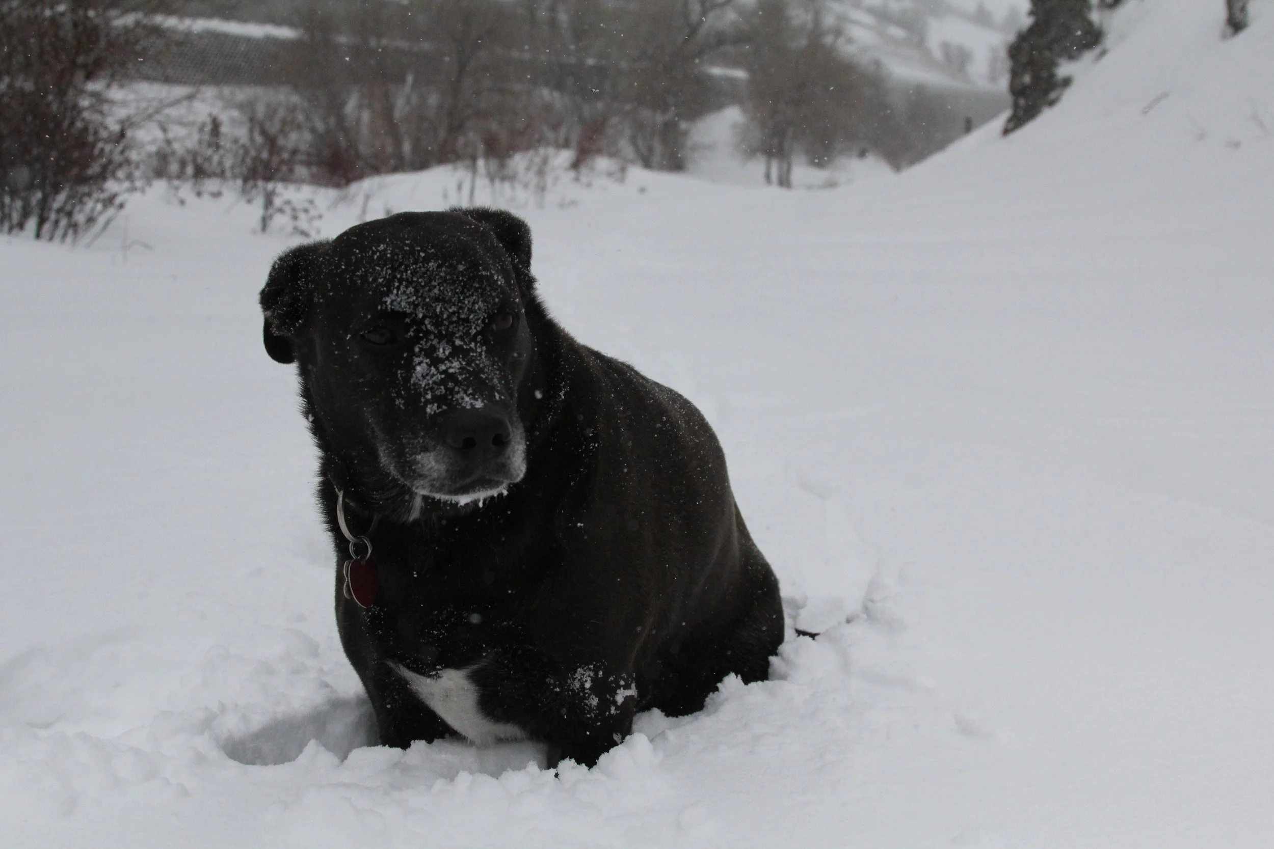 Nala 08.JPG