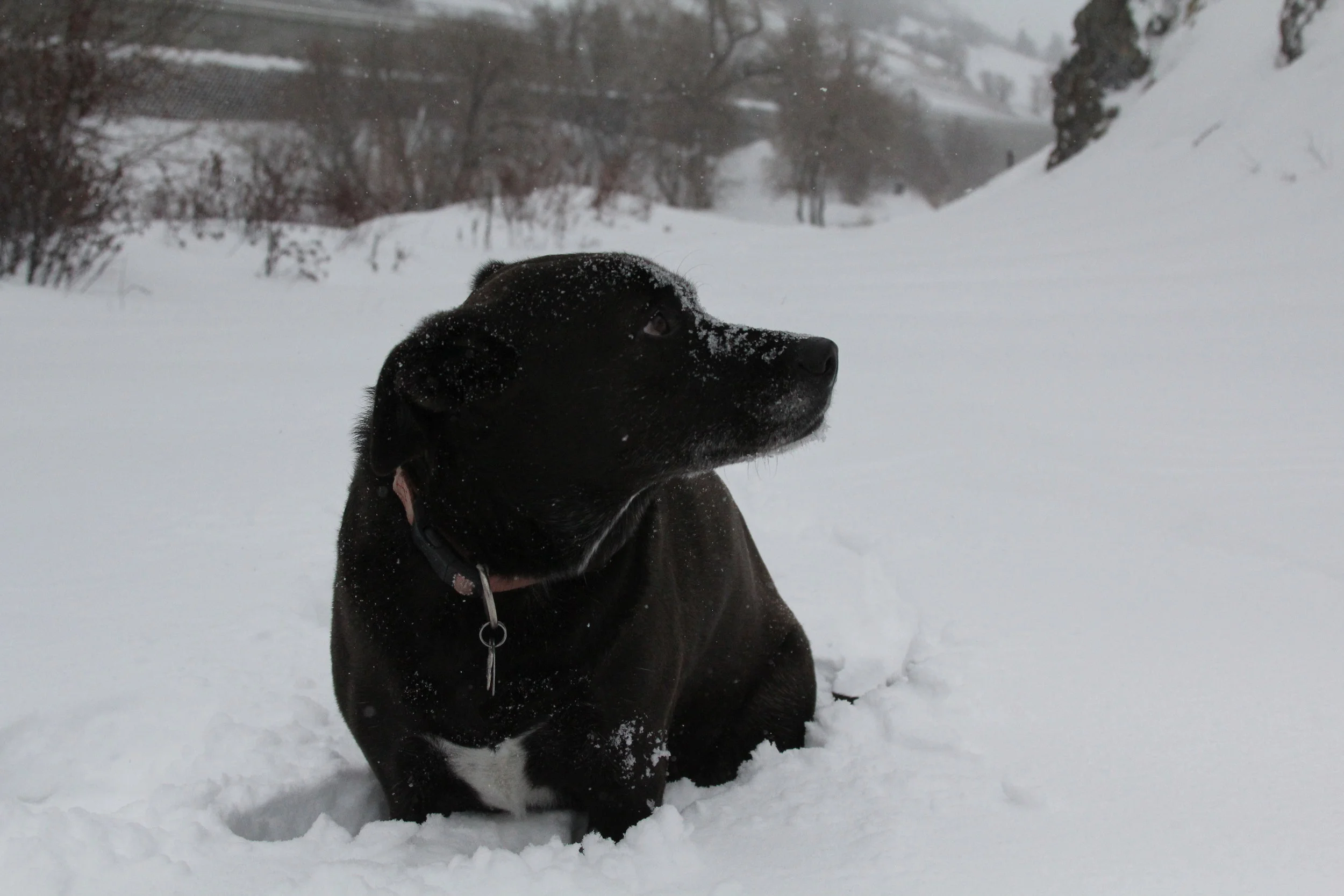Nala 09.JPG