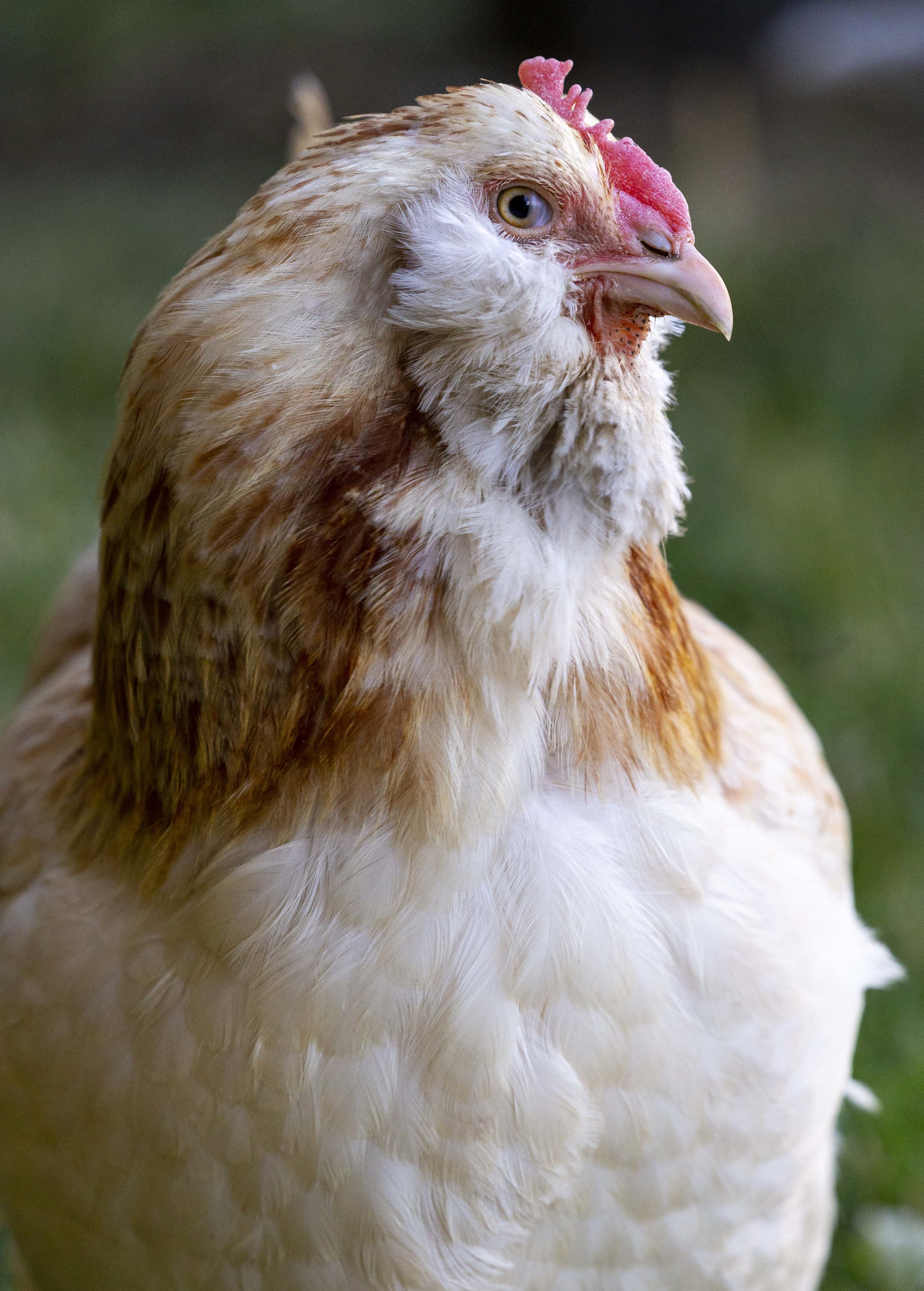 Backyard Chickens 02.JPG