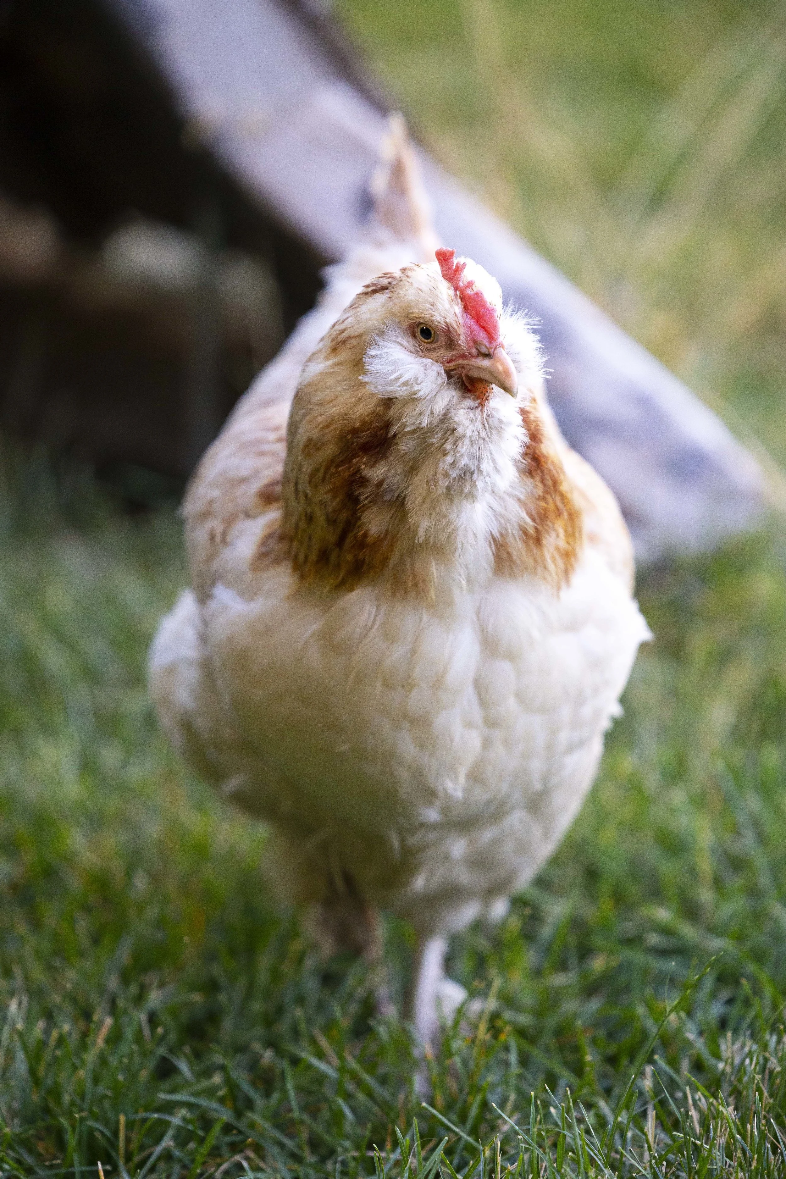 Backyard Chickens 01.JPG
