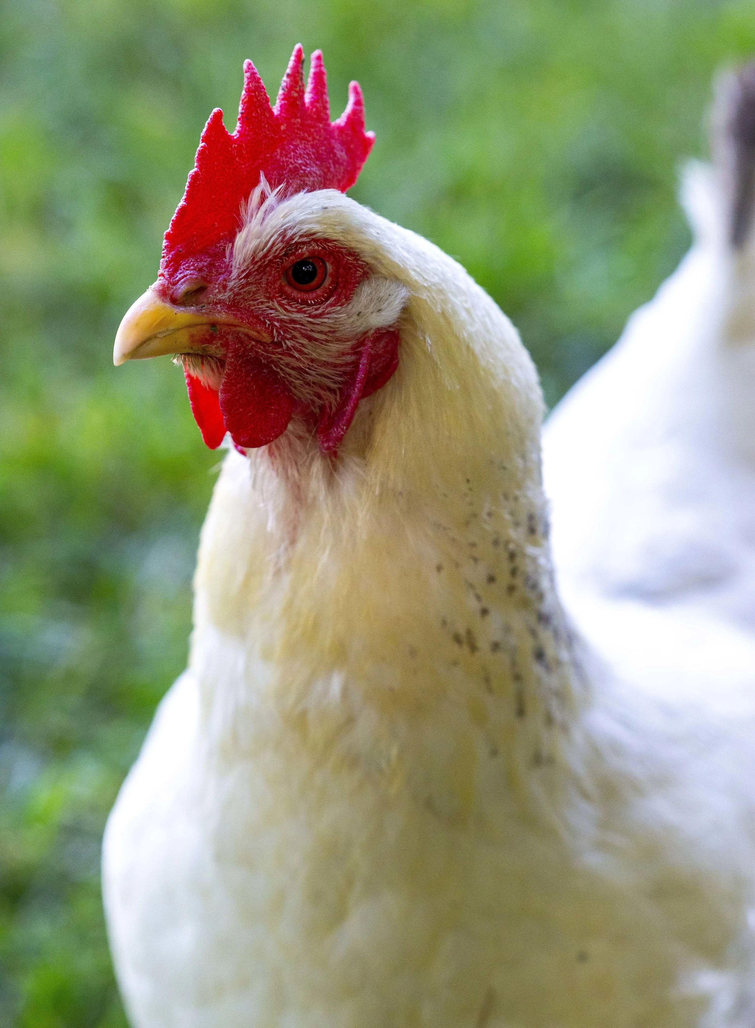 Backyard Chickens 03.JPG