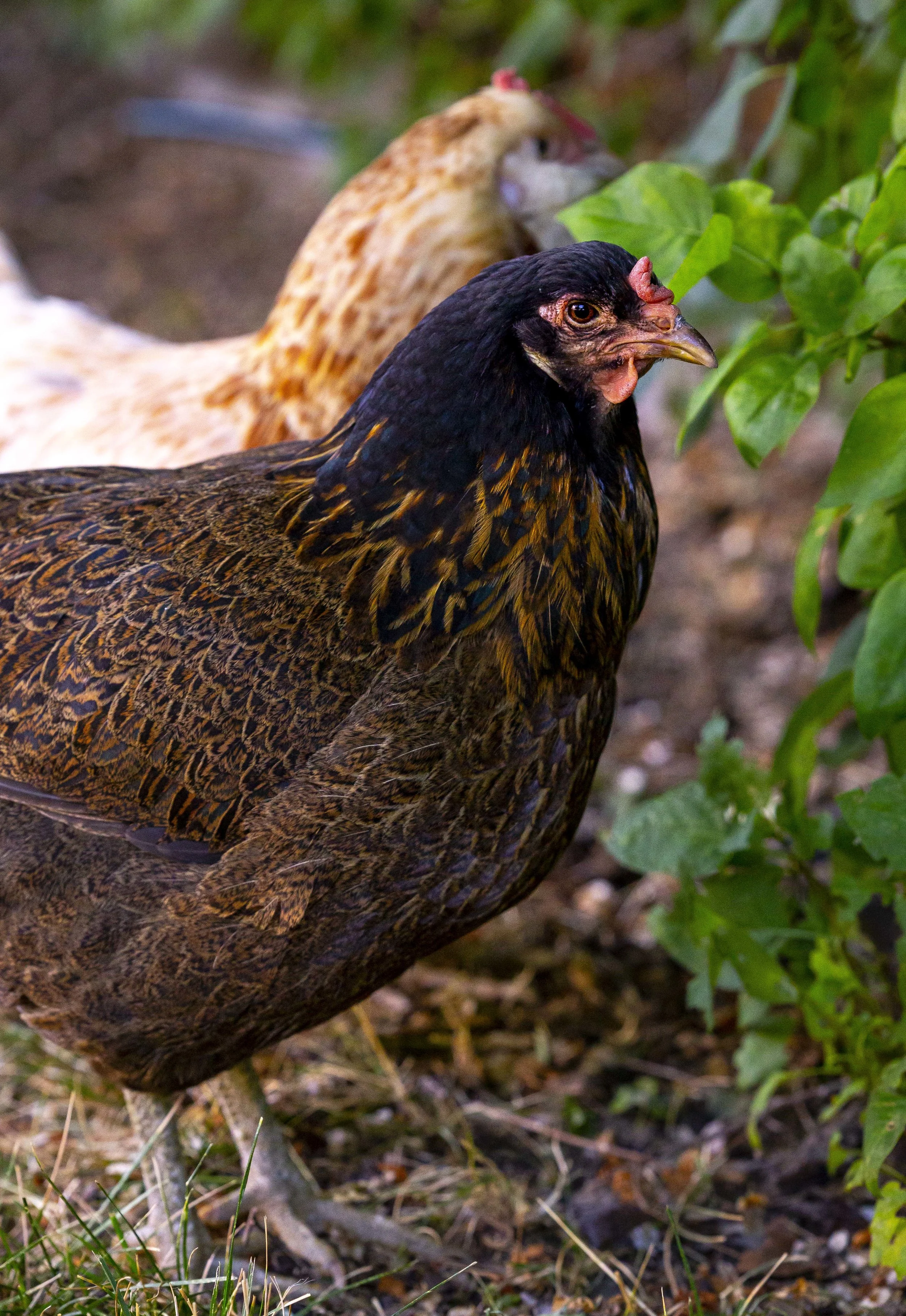 Backyard Chickens 04.JPG