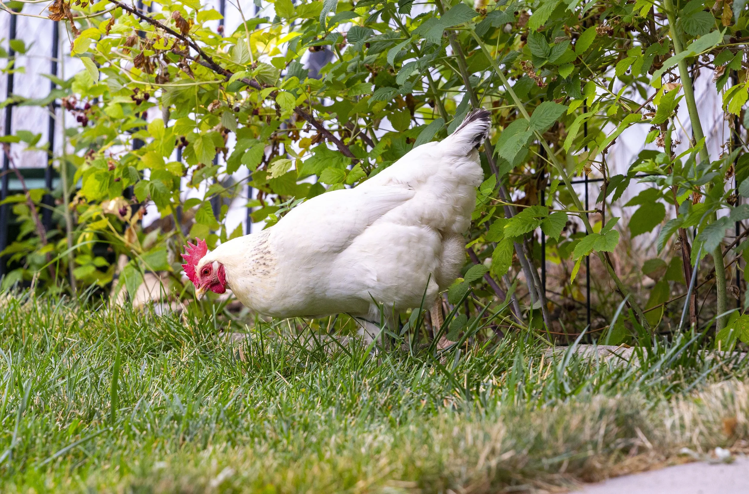 Backyard Chickens 06.JPG