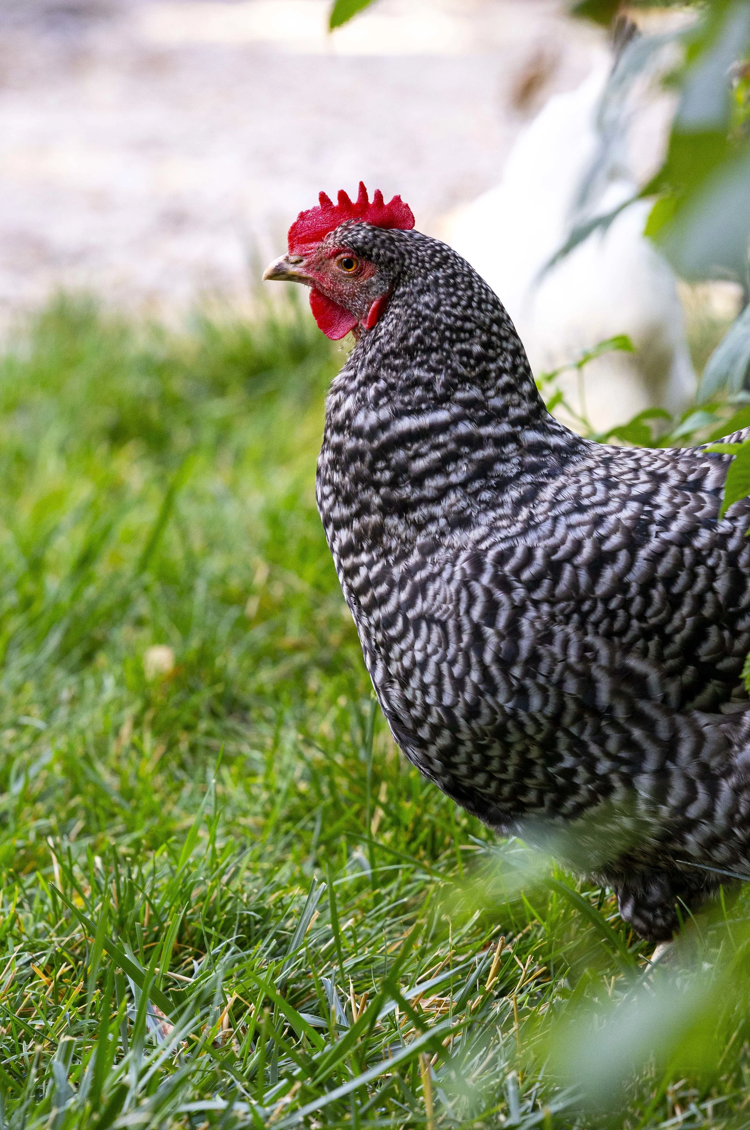 Backyard Chickens 08.JPG