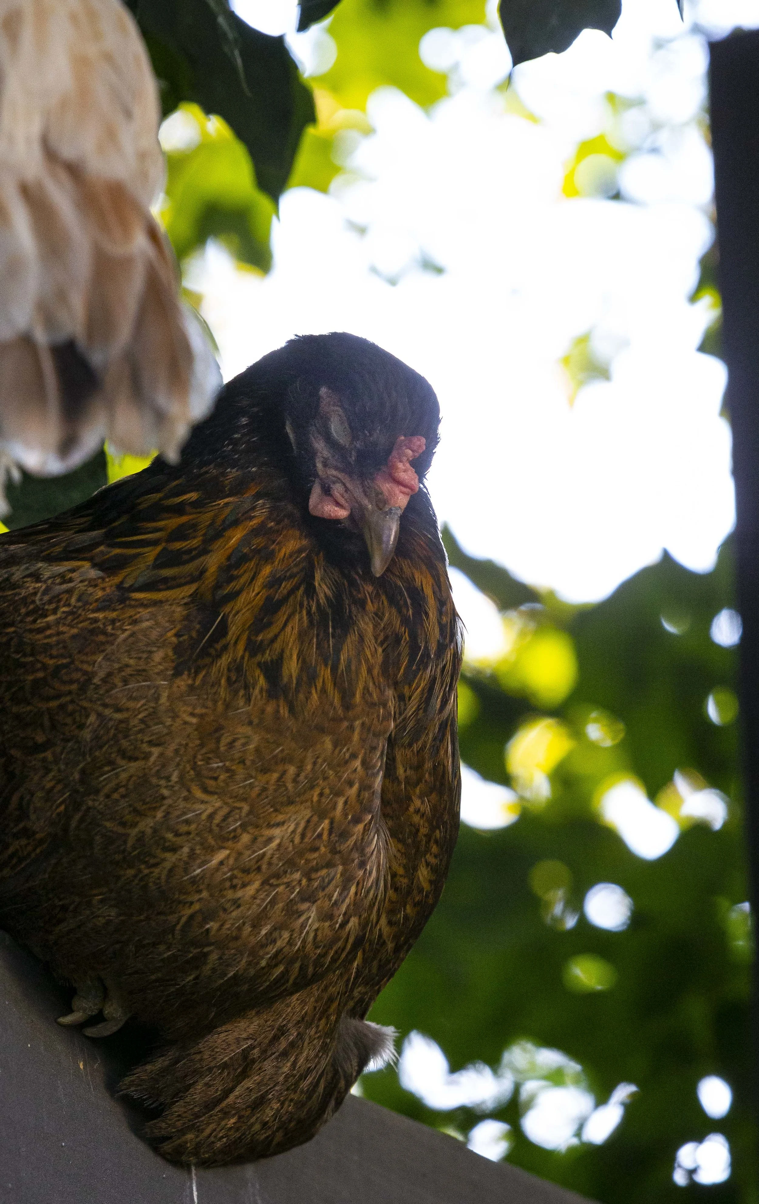 Backyard Chickens 10.JPG