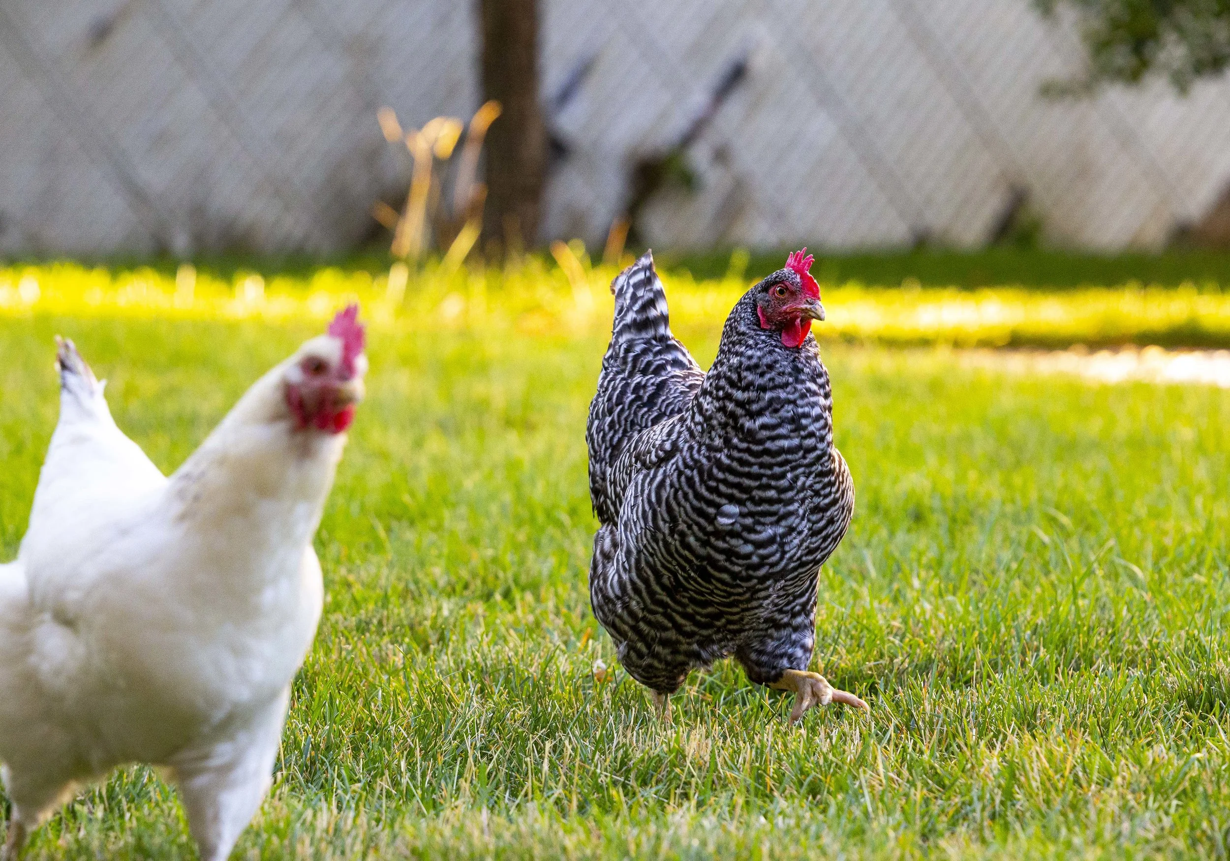 Backyard Chickens 09.JPG