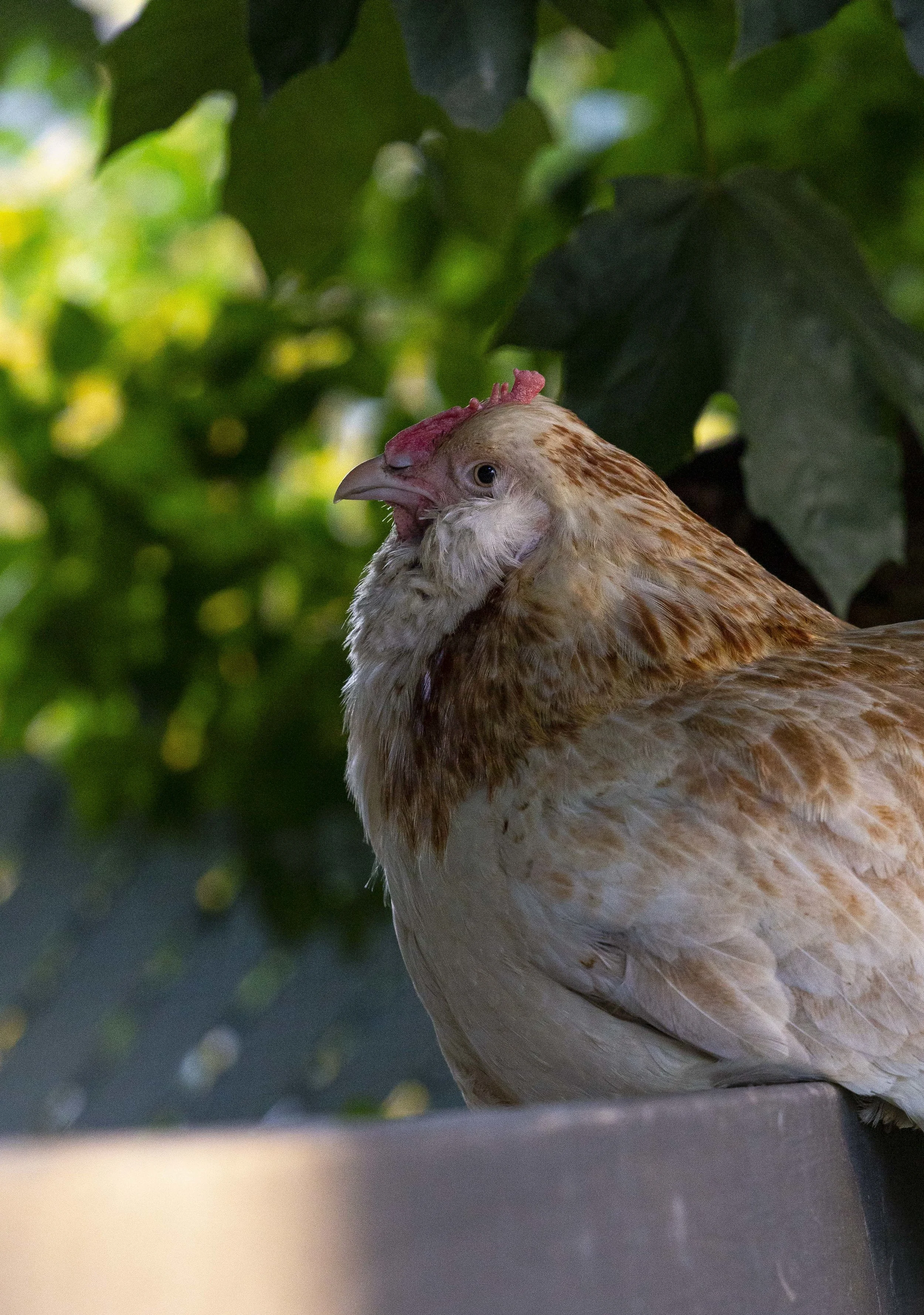 Backyard Chickens 11.JPG