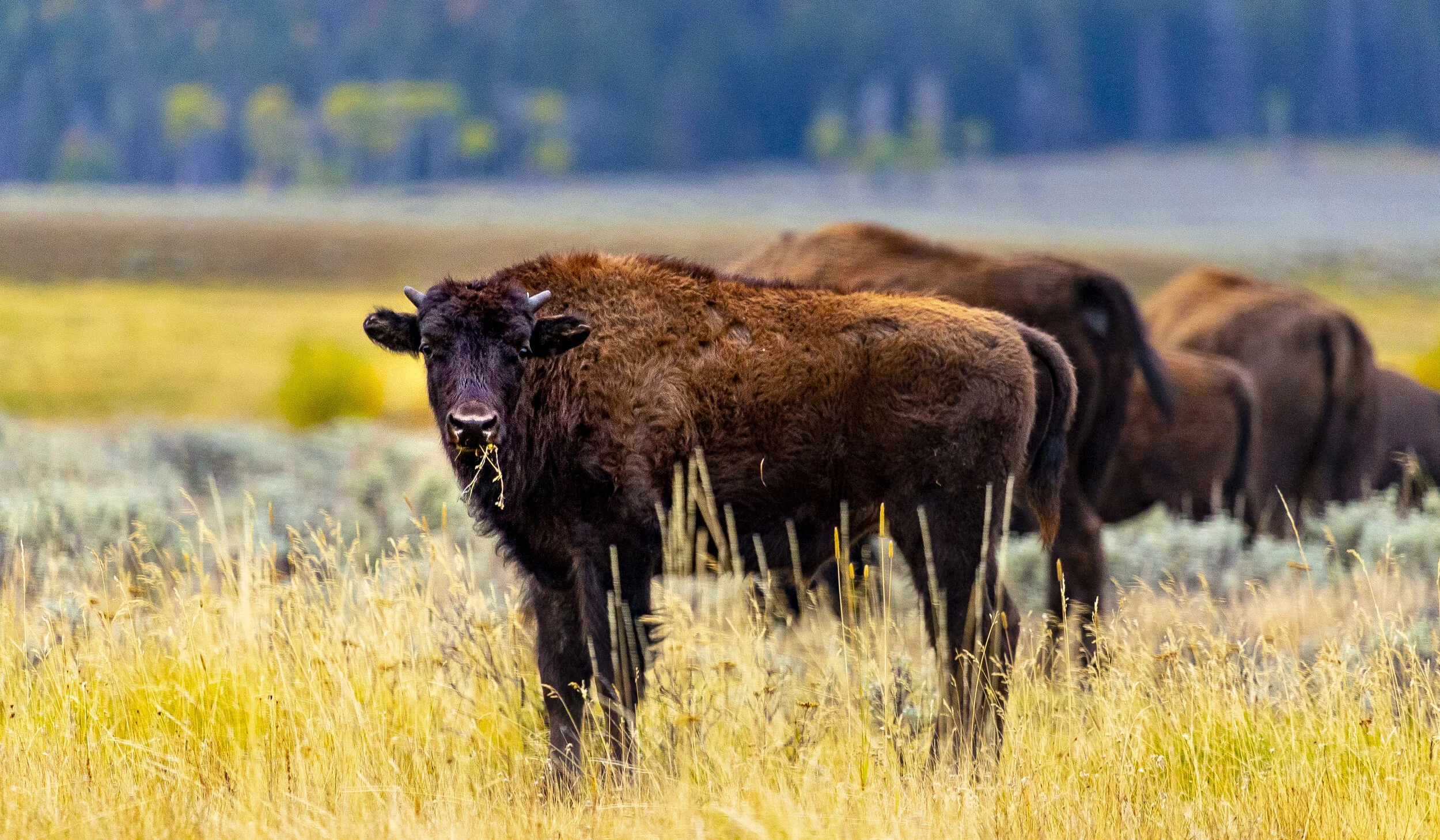 2019 Pine Creek WY 06.JPG