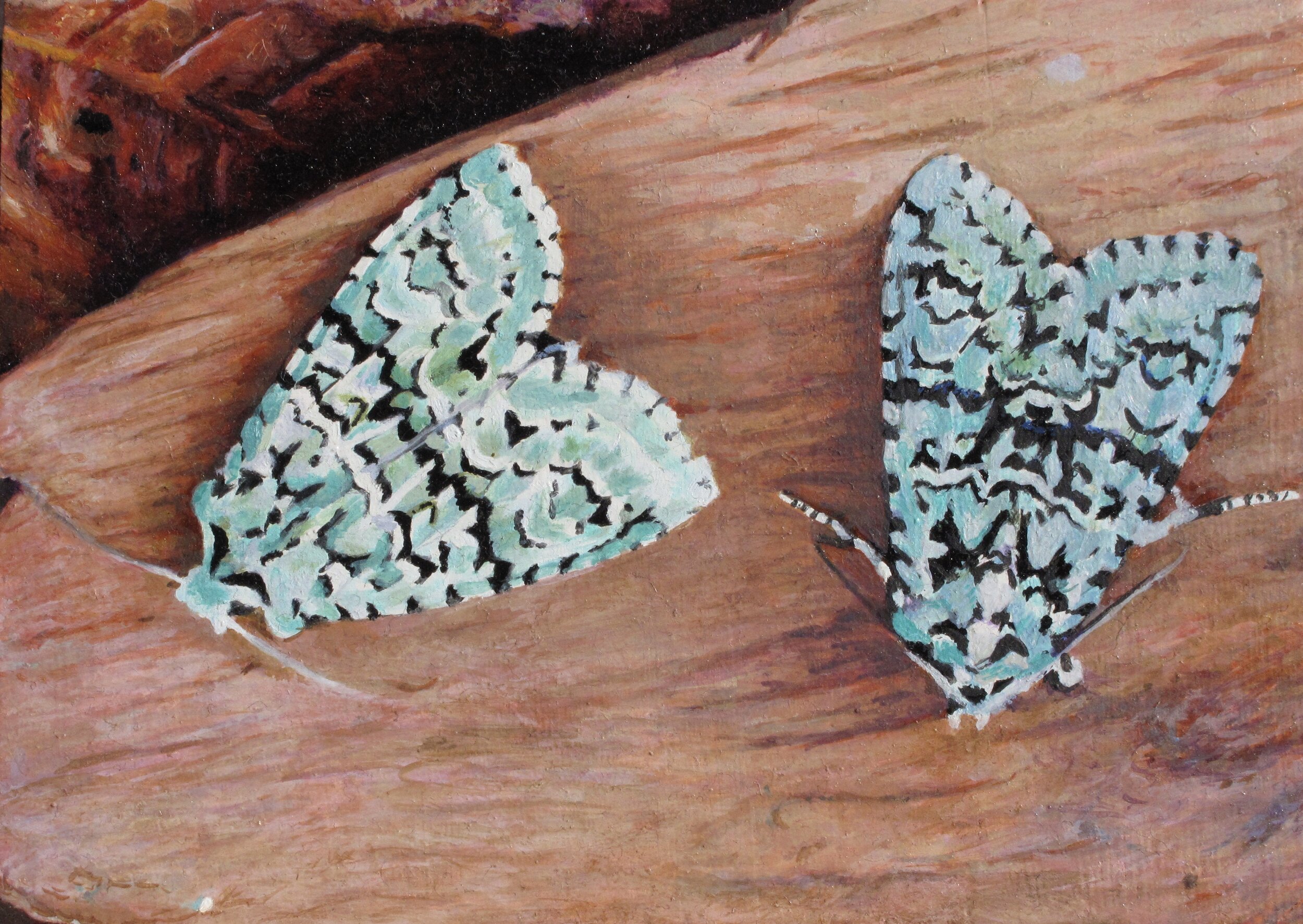 Merveille du Jour