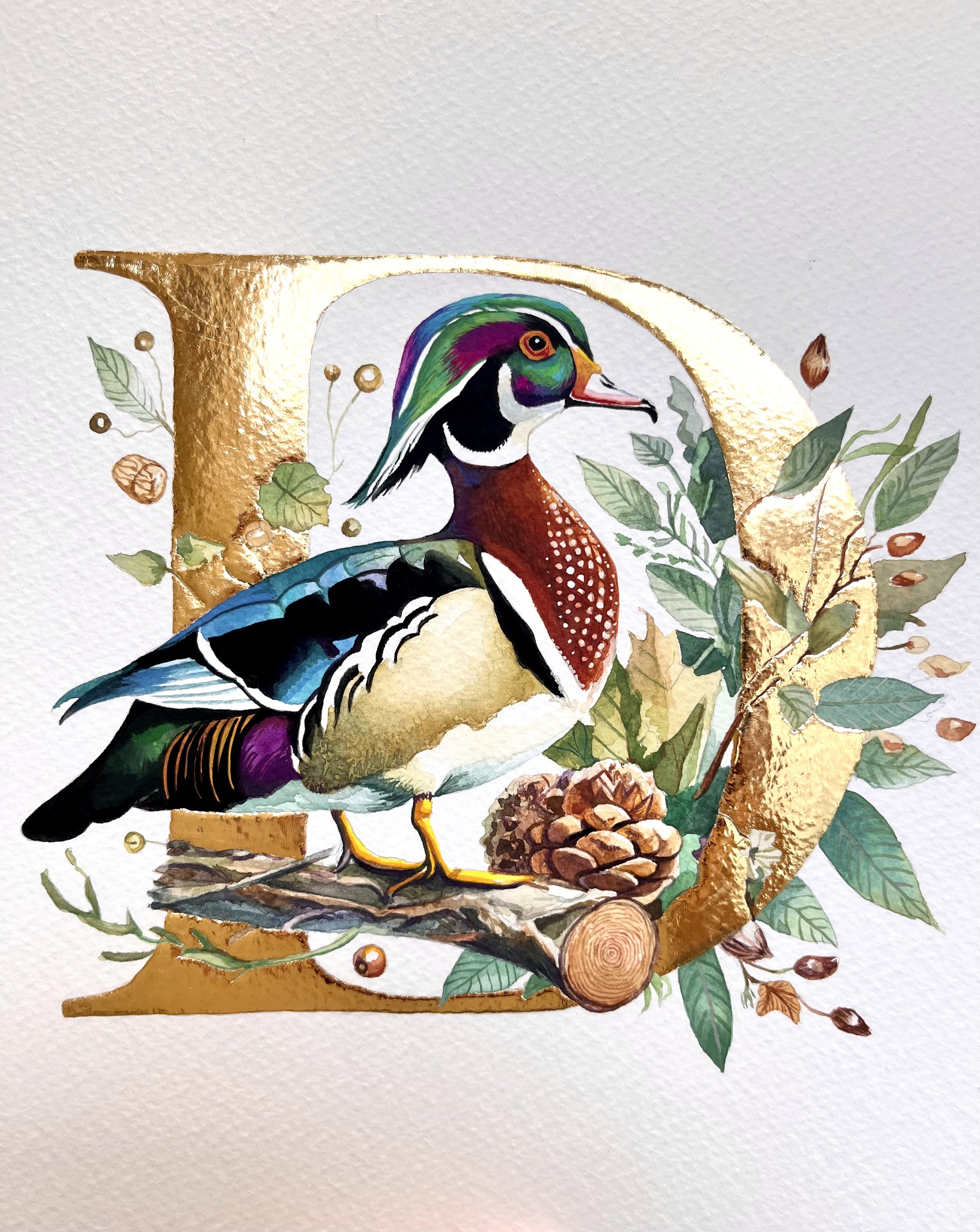 'D' is for Duck (Wood Duck)