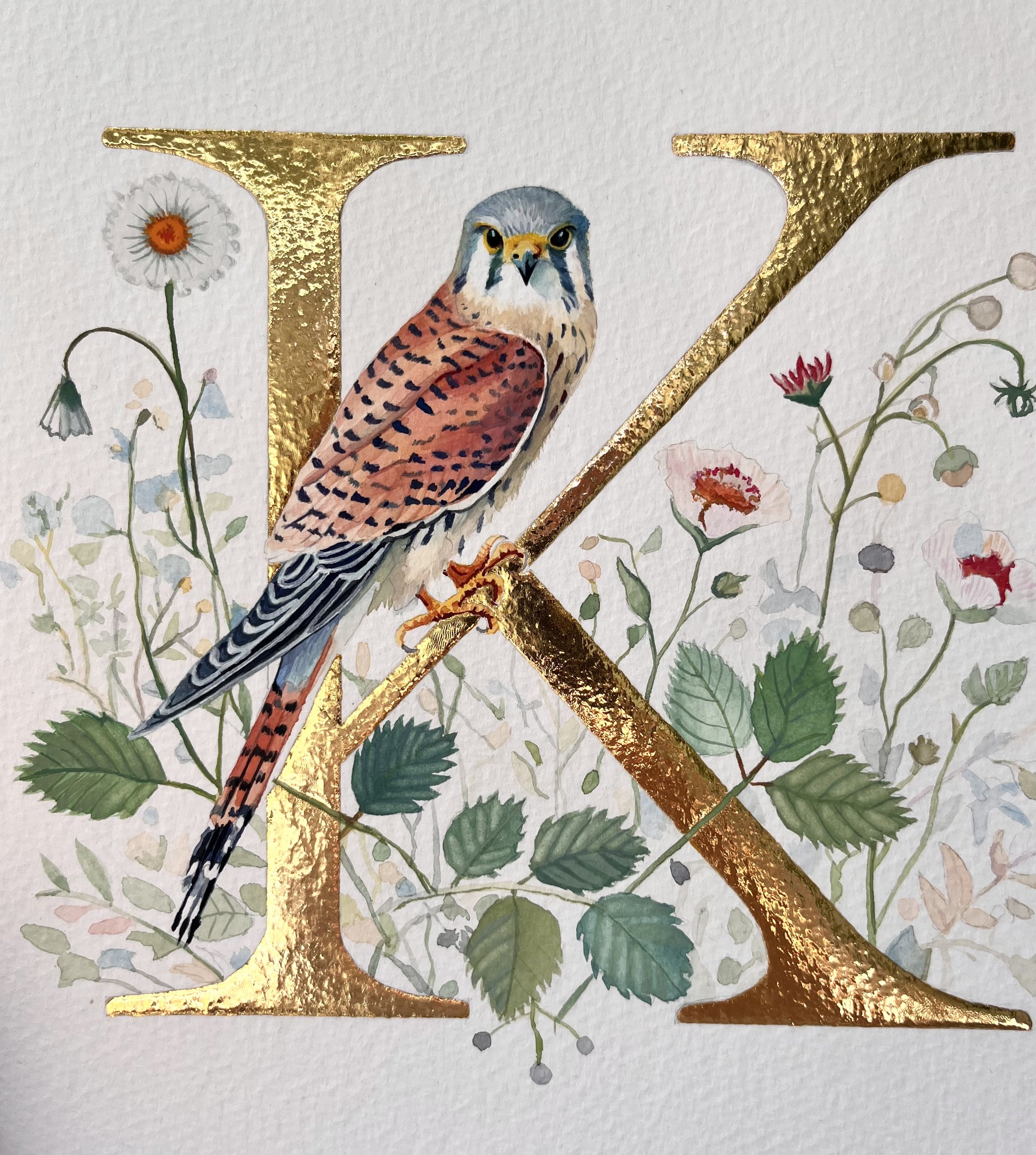 'K' is for Kestrel