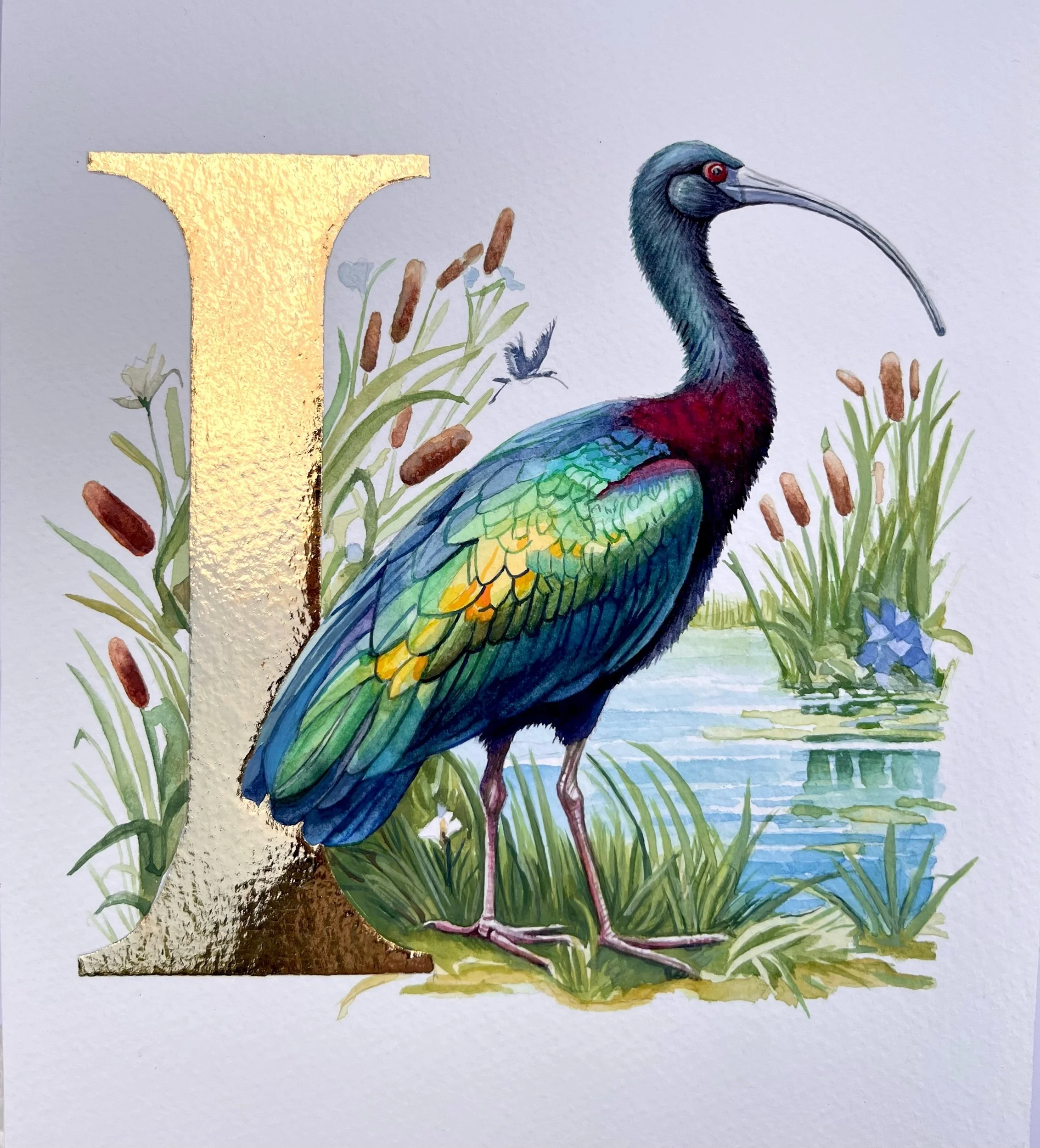 ‘I’ is for Ibis