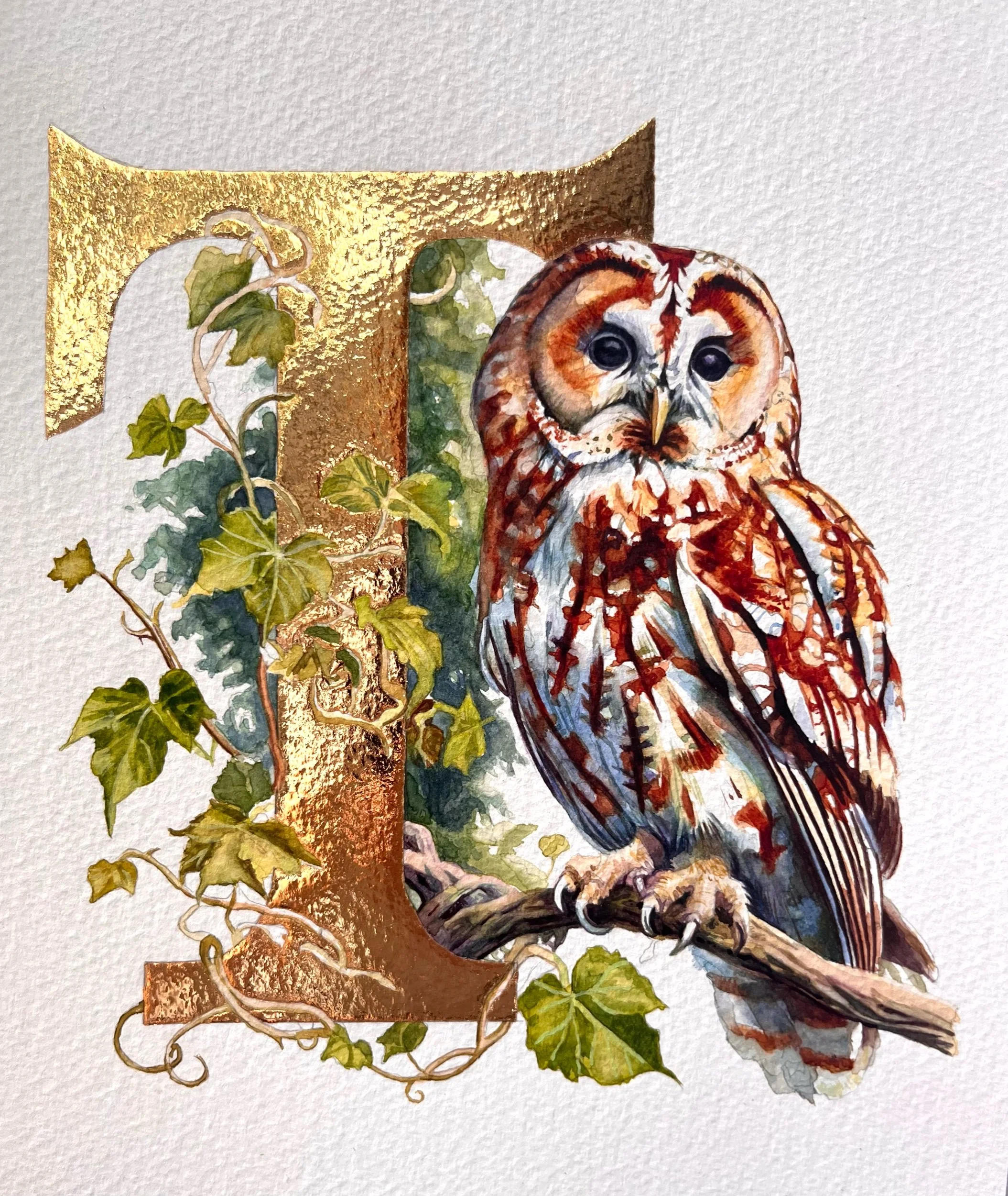 ‘T’ is for Tawny Owl