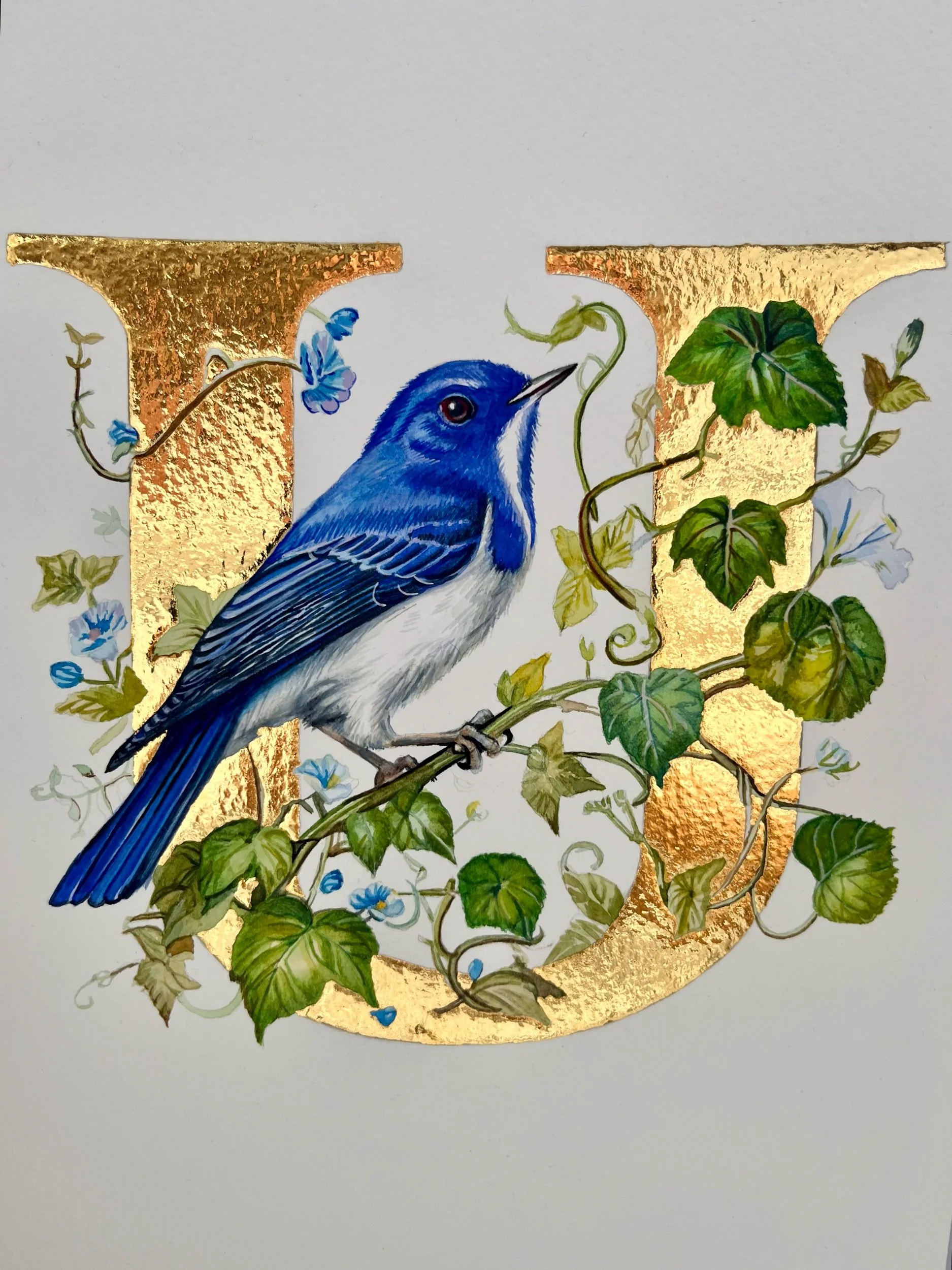 ‘U’ is for Ultramarine Flycatcher