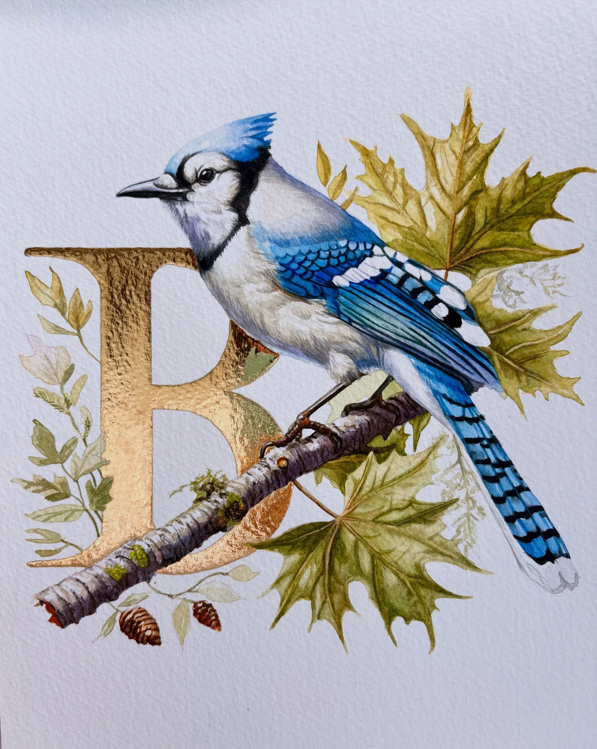 ‘B’ is for Blue Jay