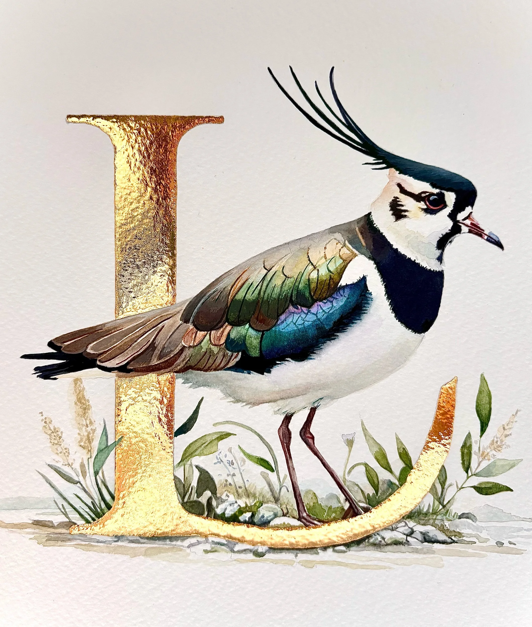 ‘L’ is for Lapwing