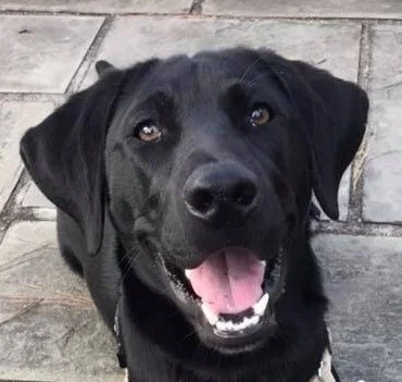 Dog+4.jpg
