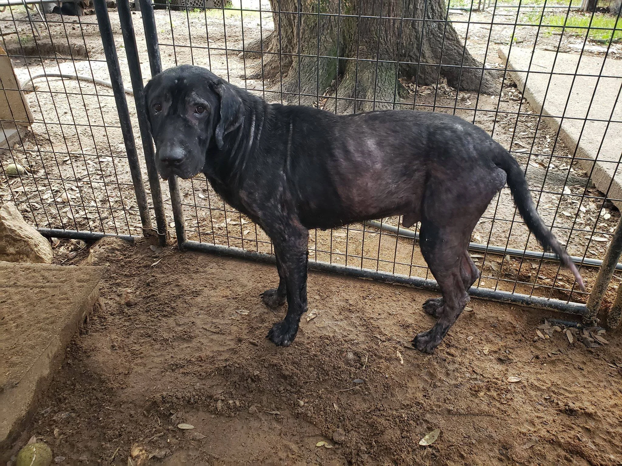 The Charlie Fund Lu's Labs