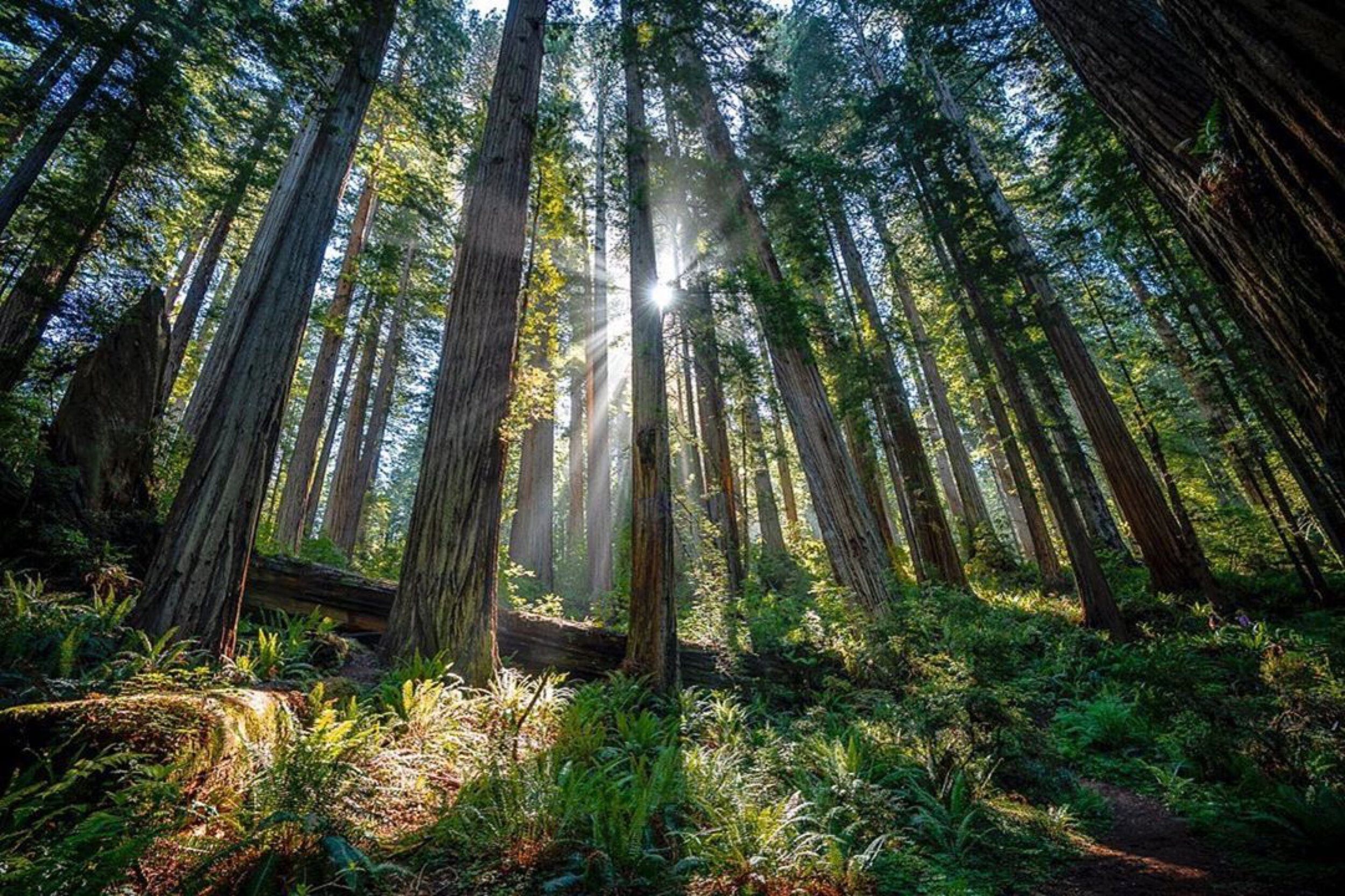 Starburst Light Rays in Redwoods by Photography Workshop Student