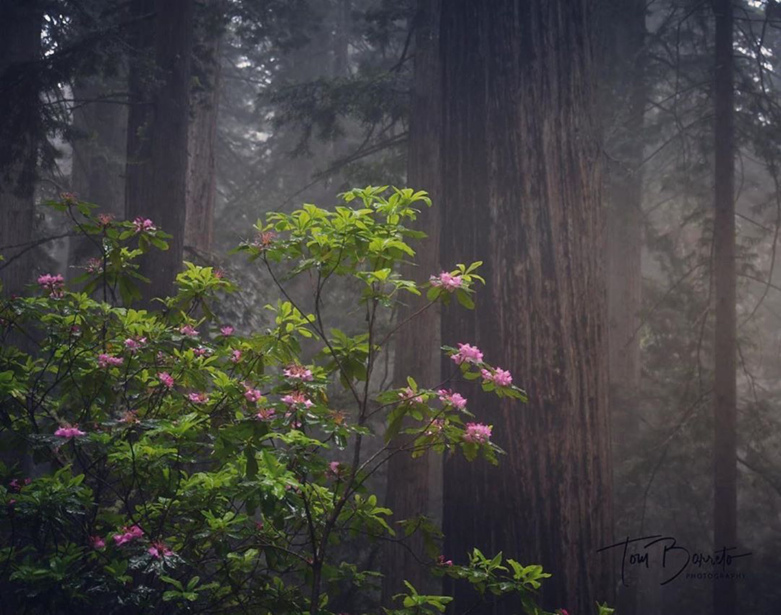 California Redwoods Rhododendron by Photography Workshop Student