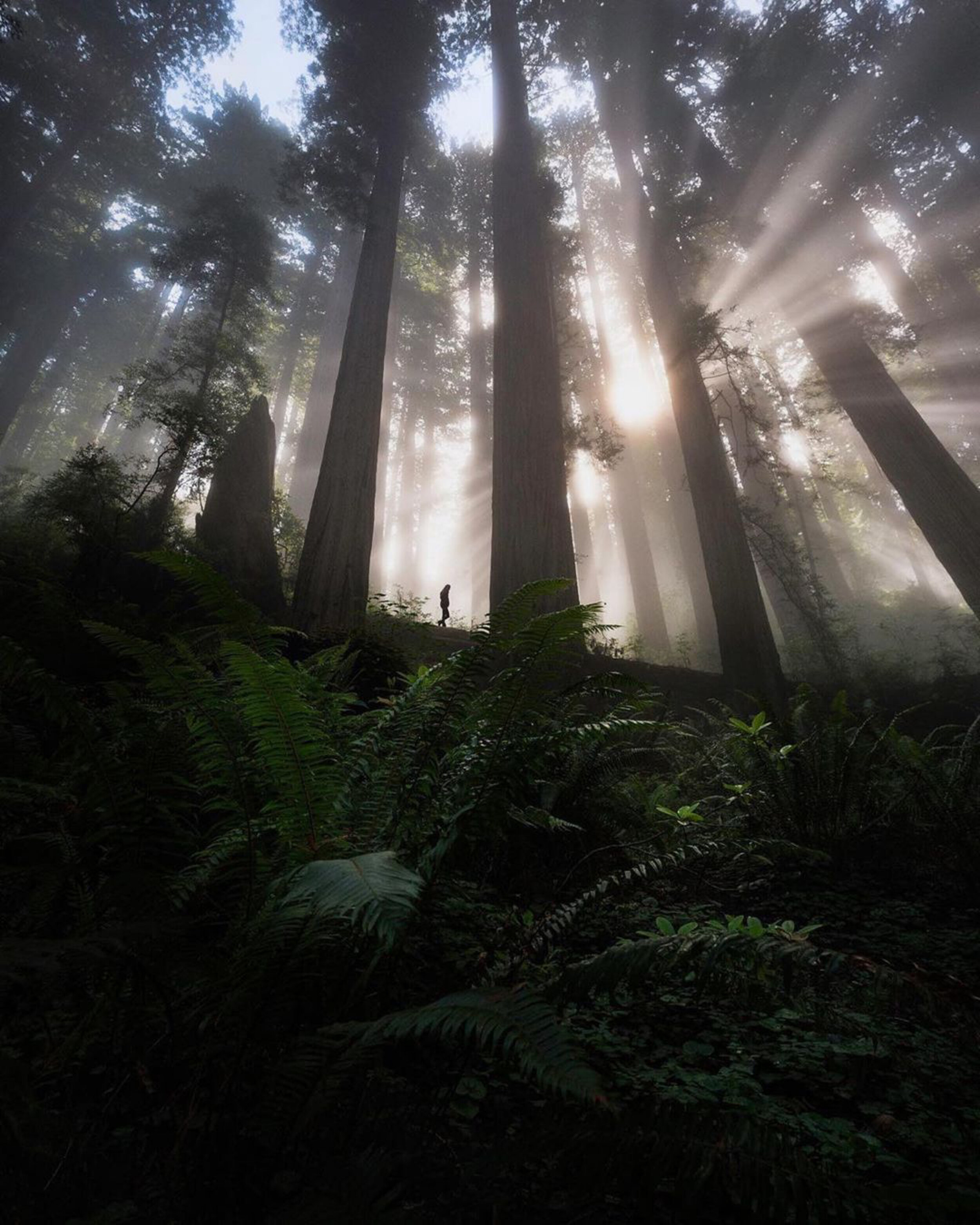 Hiking in Redwoods by Photography Workshop Student