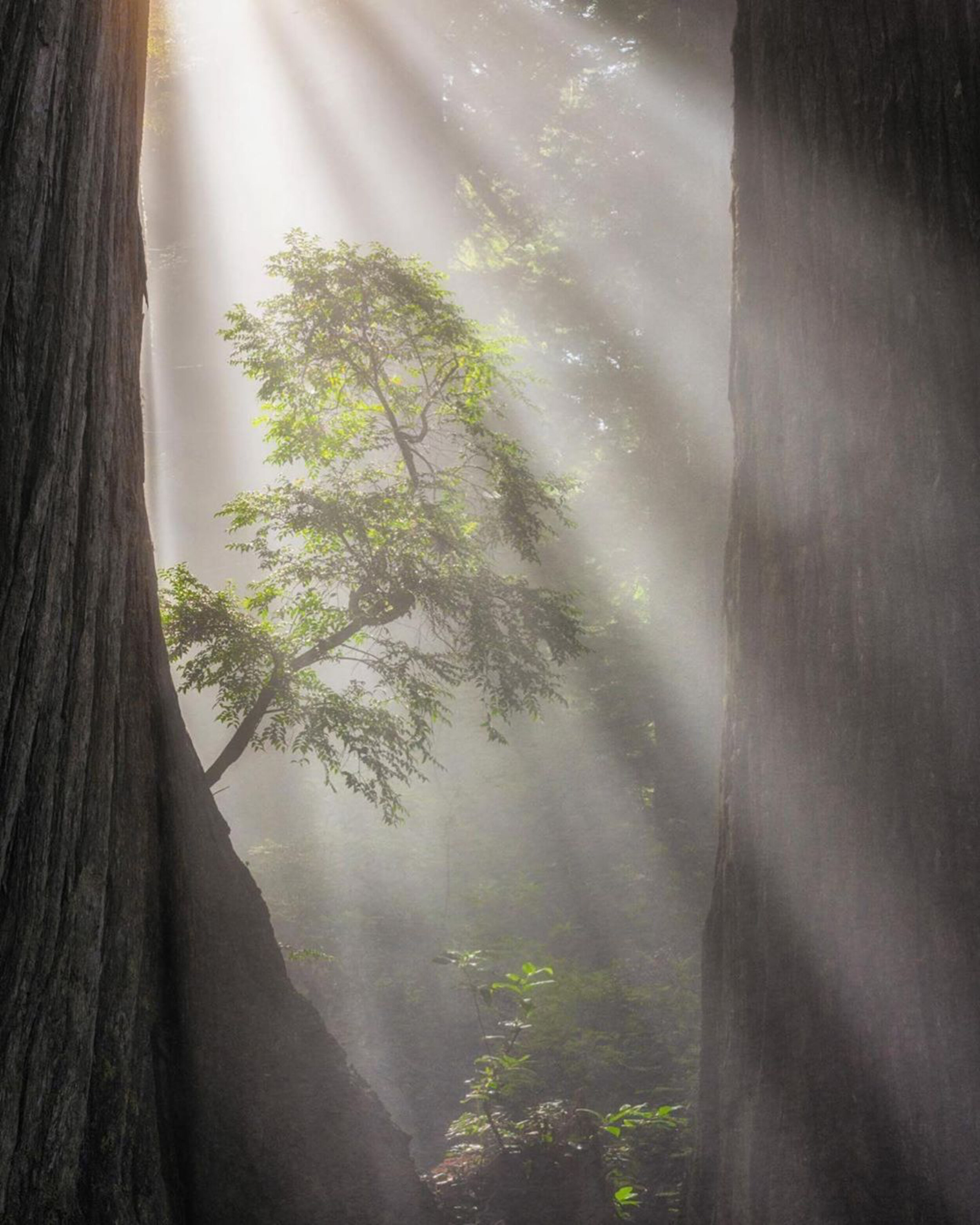 California Redwoods Rhododendron by Photography Workshop Student