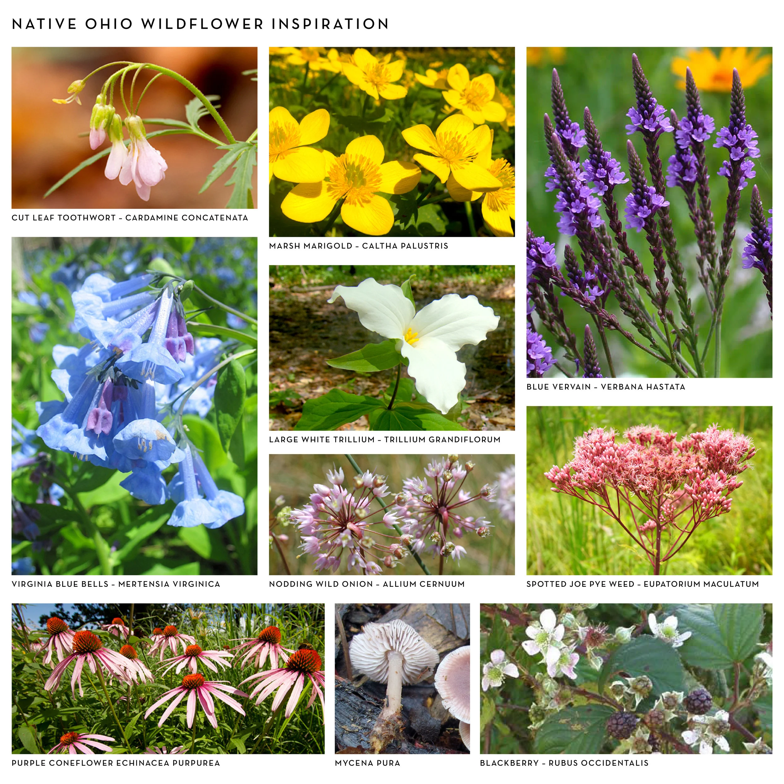 wildflowers_SQUARE.jpg