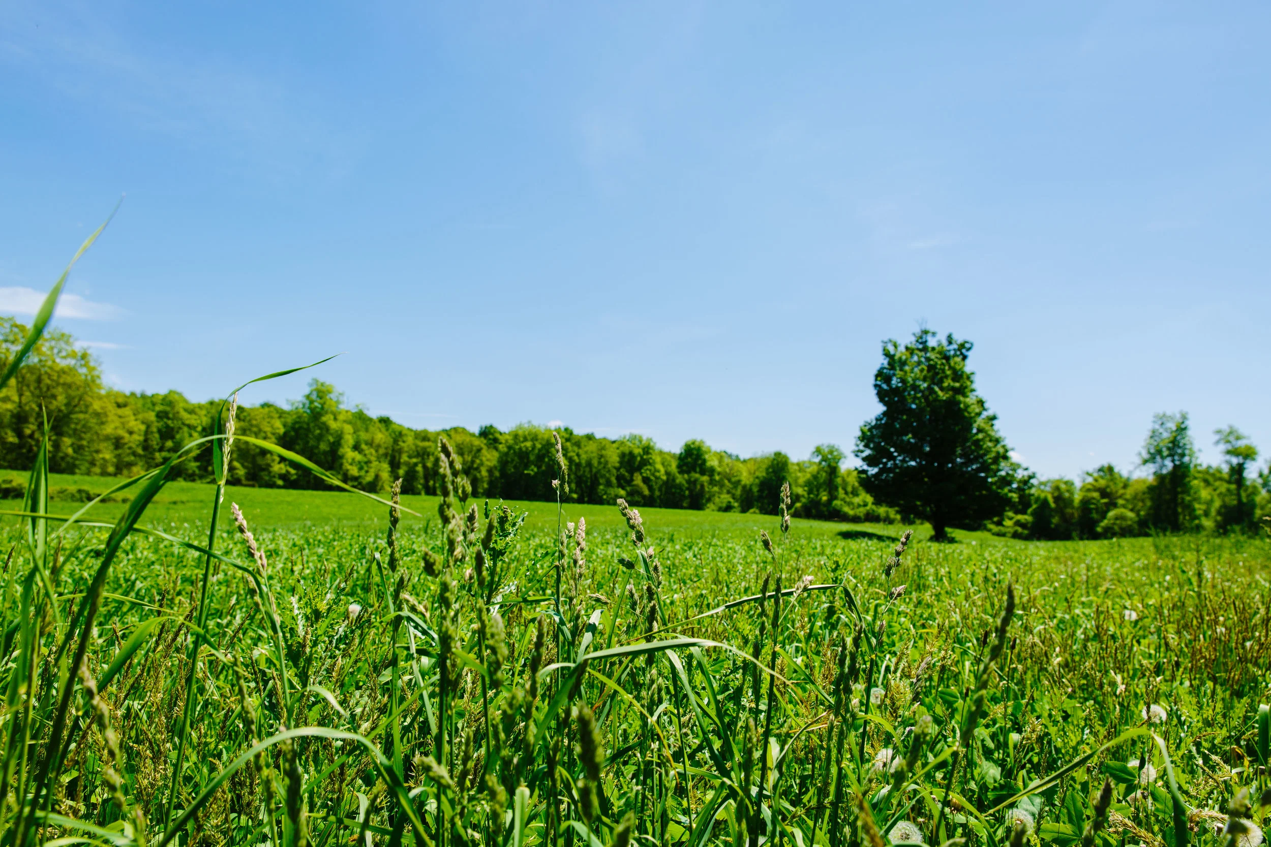 stock-photo-wild-field-of-flowers-329288474_ver.png