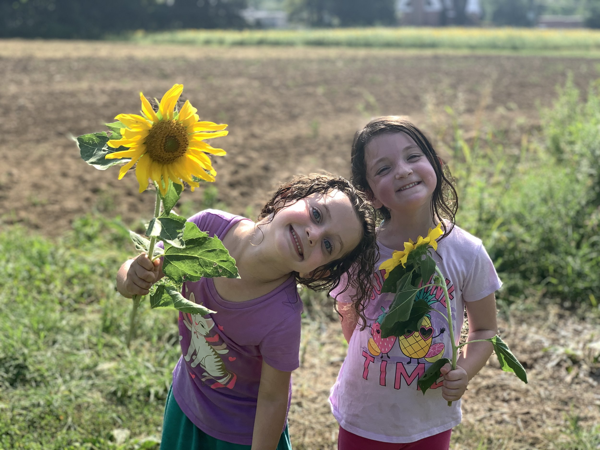  Two children holding sunflowers in a field 