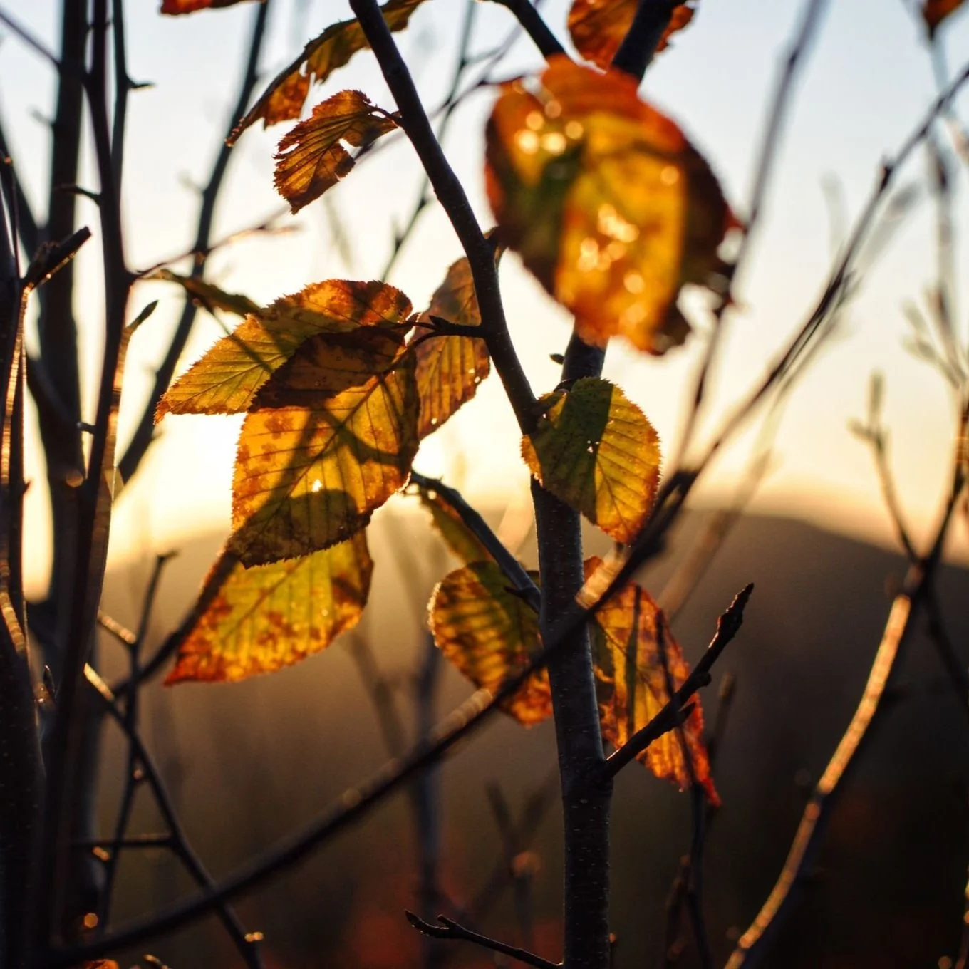 Resilience and Hope: Lessons From Trees for Tu b’Shvat 5784