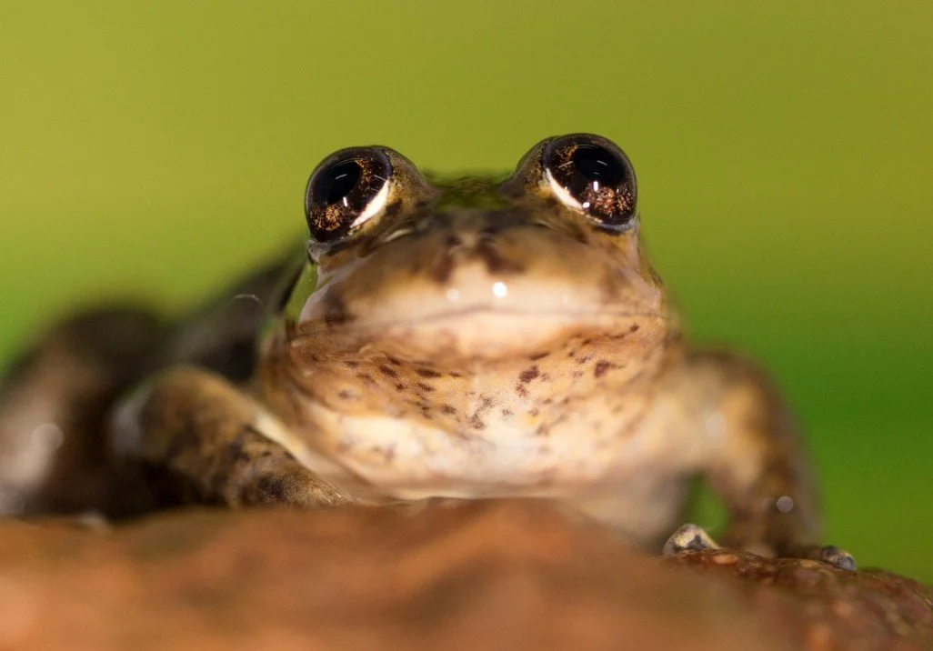 March 2026 - OLAM BACHODESH 2.3