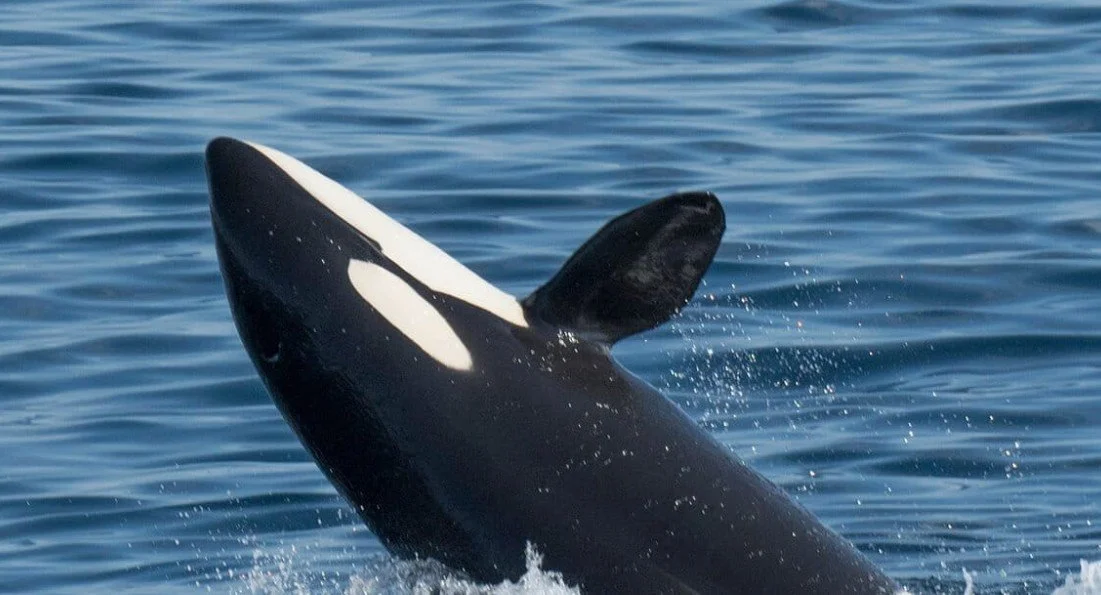 January 2026 - OLAM BACHODESH 2.1 